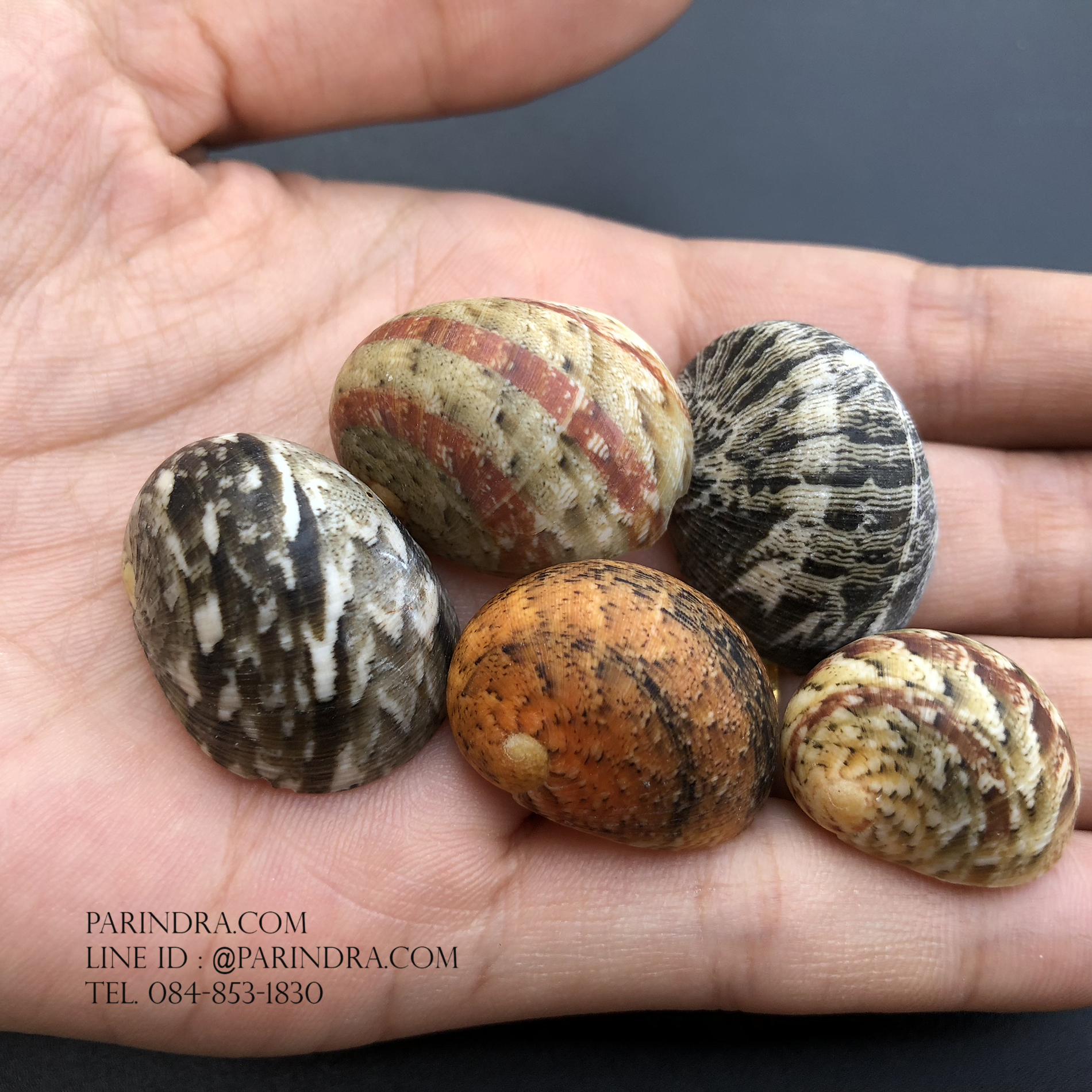 เซ็ตเปลือกหอยน้ำพริก หอยนกหวีด Nerita sp. เป่ามีเสียง สีสวย Set 9