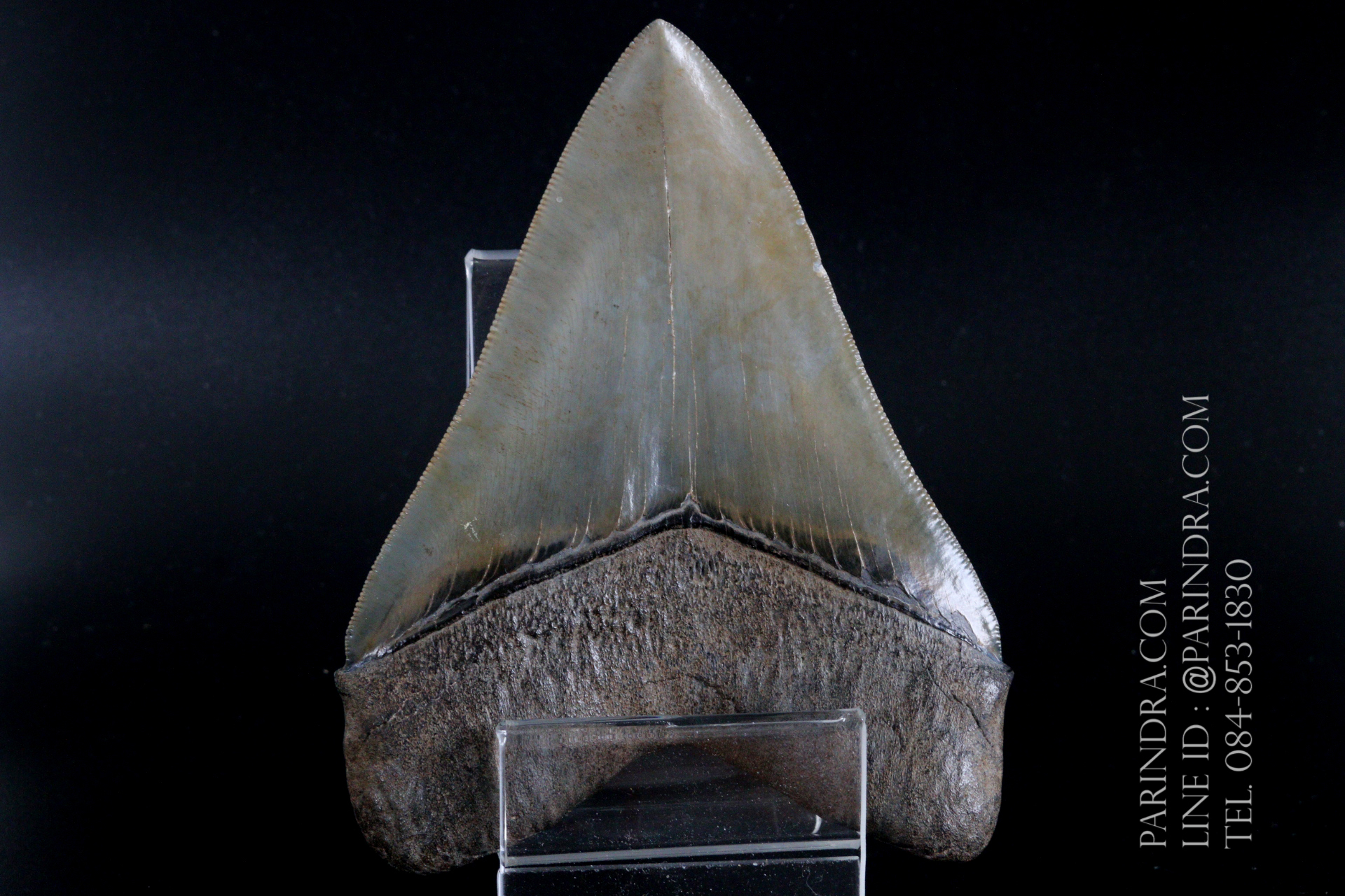 ฟันฉลามยักษ์เมกาโลดอน Megalodon 4.9" เกรด A ระดับโชว์ในพิพิธภัณฑ์ #MGT007