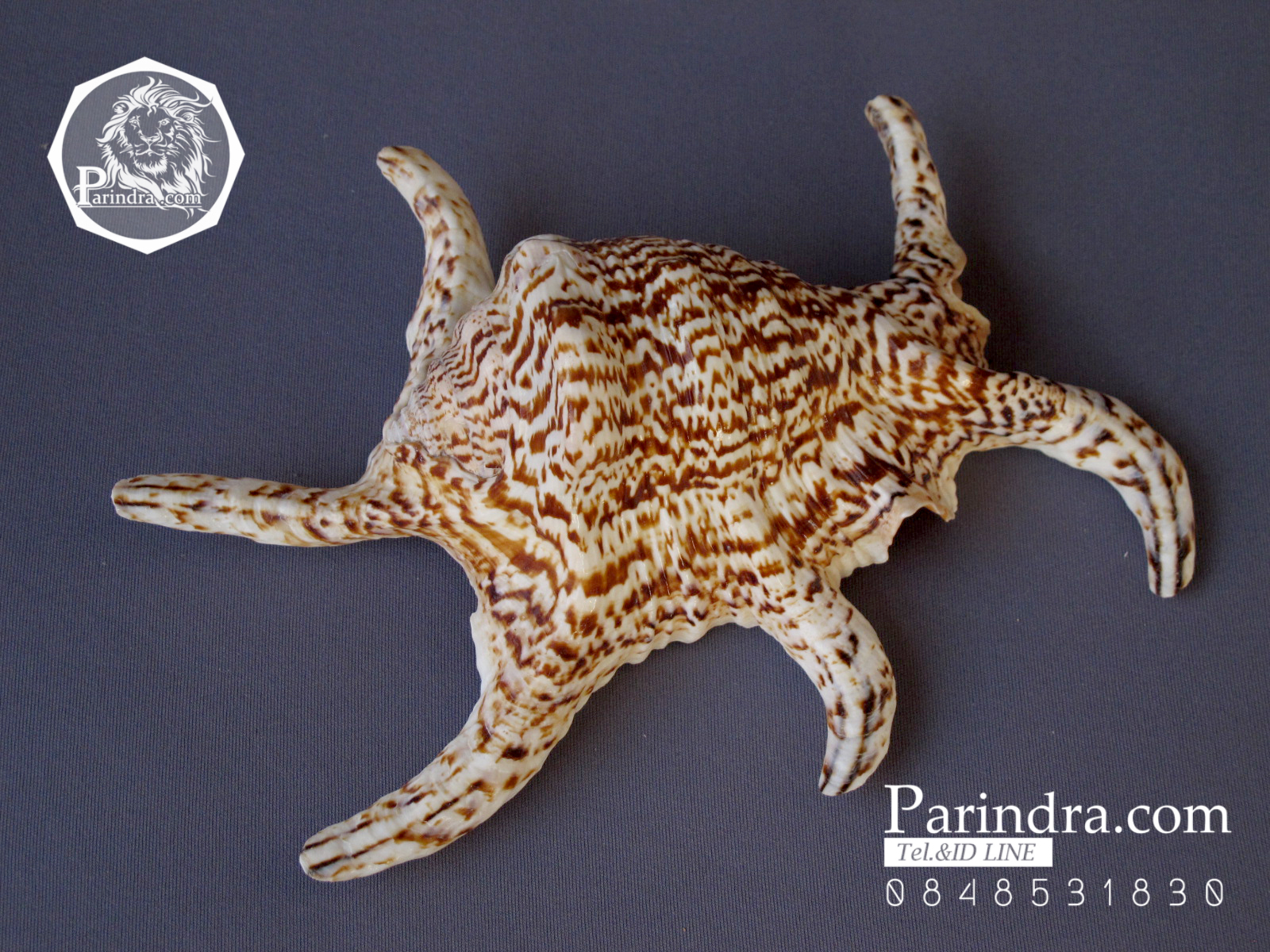 ขายเปลือกหอยจักรนารายณ์ Lambis chiragra สภาพสมบูรณ์ #LC006