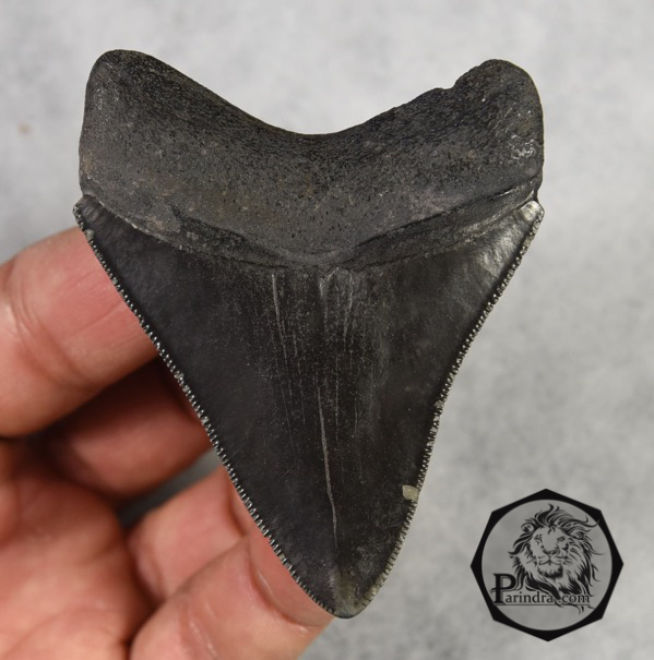 ฟันฉลามยักษ์เมกกาโลดอน Megalodon จาก South Carolina USA ขนาด 2 7/8 นิ้ว #MGT003