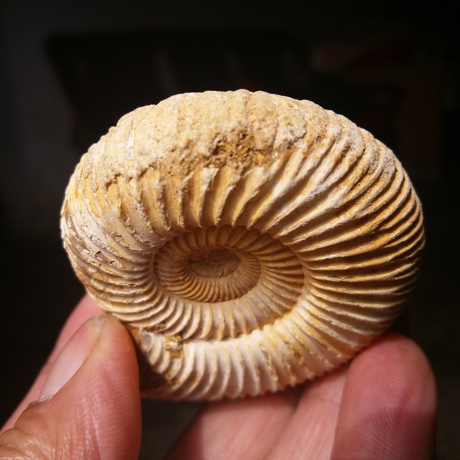 ฟอสซิลหอยแอมโมไนท์ (Perisphinctes virguloides) Fossil จากประเทศ Madagascar #AM038