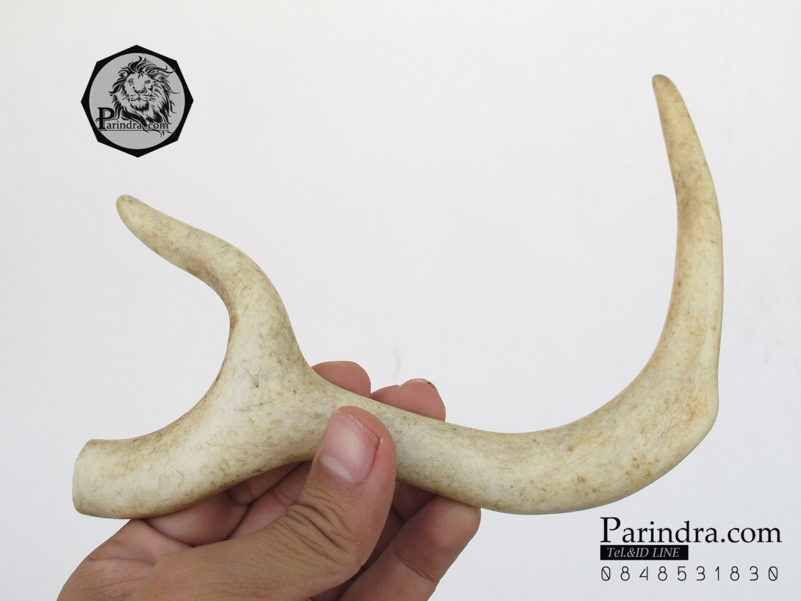 เขากวาง โค้งเว้าได้สัดส่วน หายากสภาพสมบูรณ์ ขนาด 8 นิ้ว