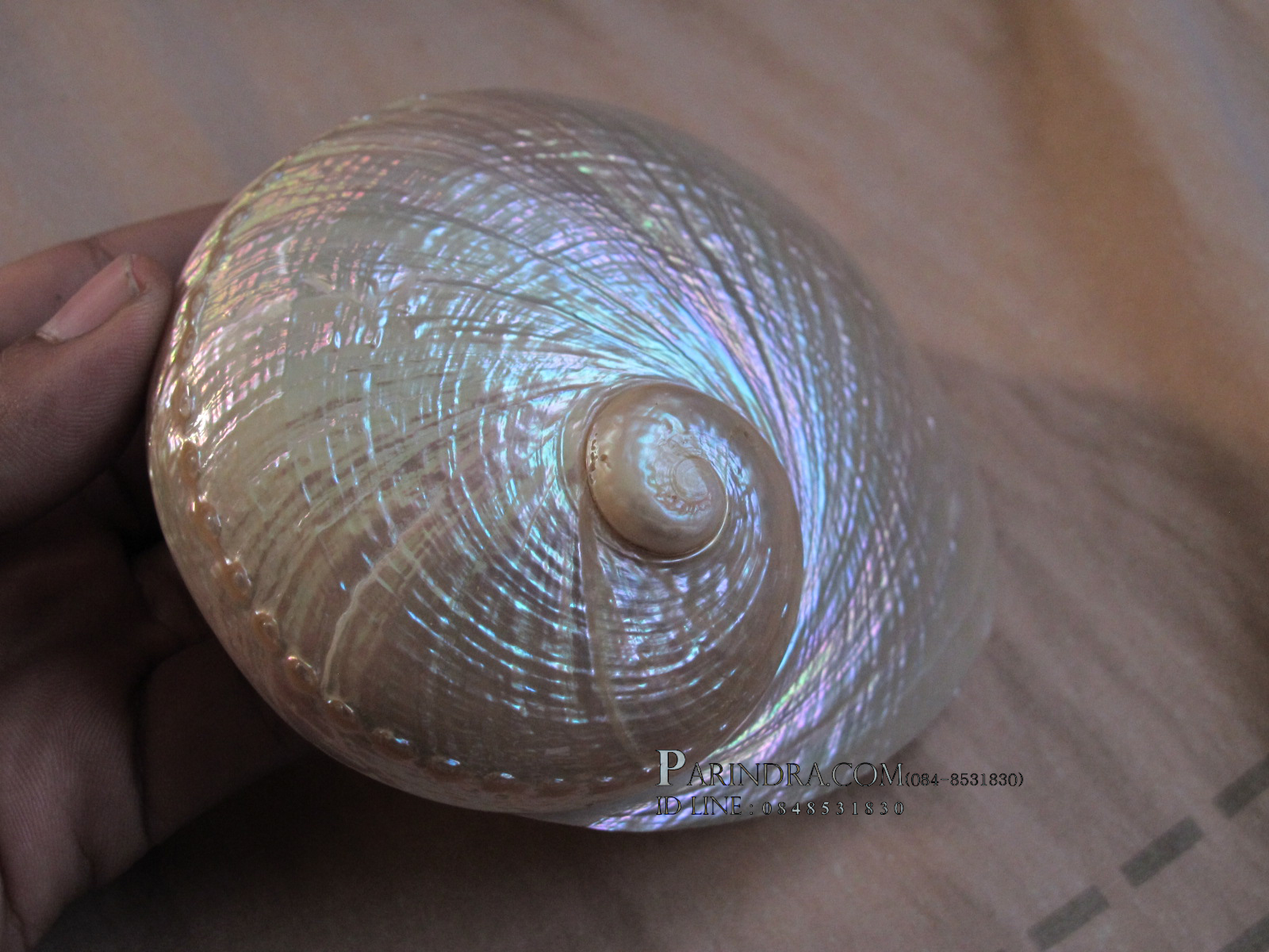 เปลือกหอยเป๋าฮื้อแท้ (Abalone) ขัด สีฃมพูเหลือบรุ้ง สำหรับตกแต่งและงานฝีมือ ขนาด12x9.5 cm..