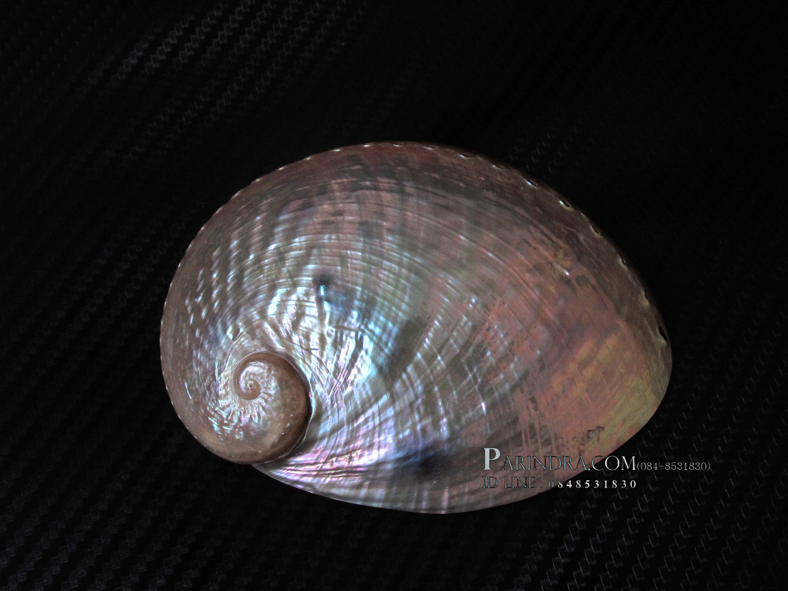 เปลือกหอยเป๋าฮื้อแท้ (Abalone) ขัด สีฃมพูเหลือบรุ้ง สำหรับตกแต่งและงานฝีมือ HAP001