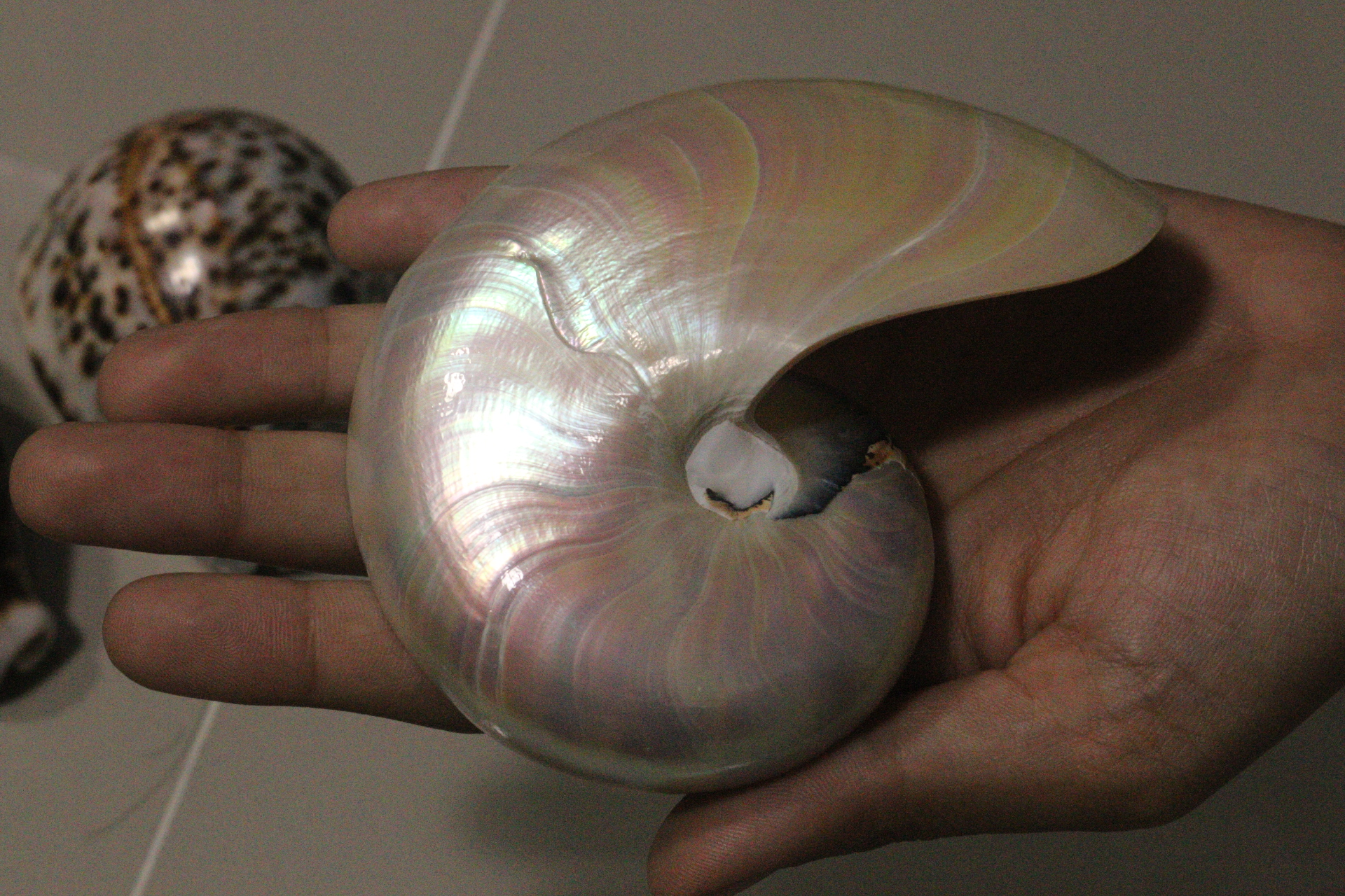 ขายเปลือกหอยงวงช้าง นอติลุสแบบผ่าซีก Nautilus Pompilus หอยหายาก NP004