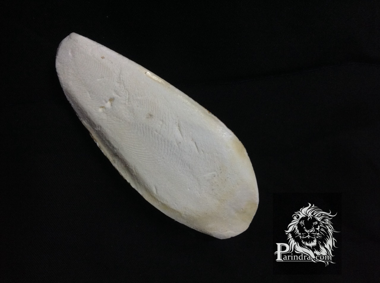 ลิ้นทะเลหรือกระดองปลาหมึก แหล่ง calcium สำหรับสัตว์ปีกหรือสัตว์น้ำ แพ็ค ชิ้นใหญ่ 3 ชิ้น