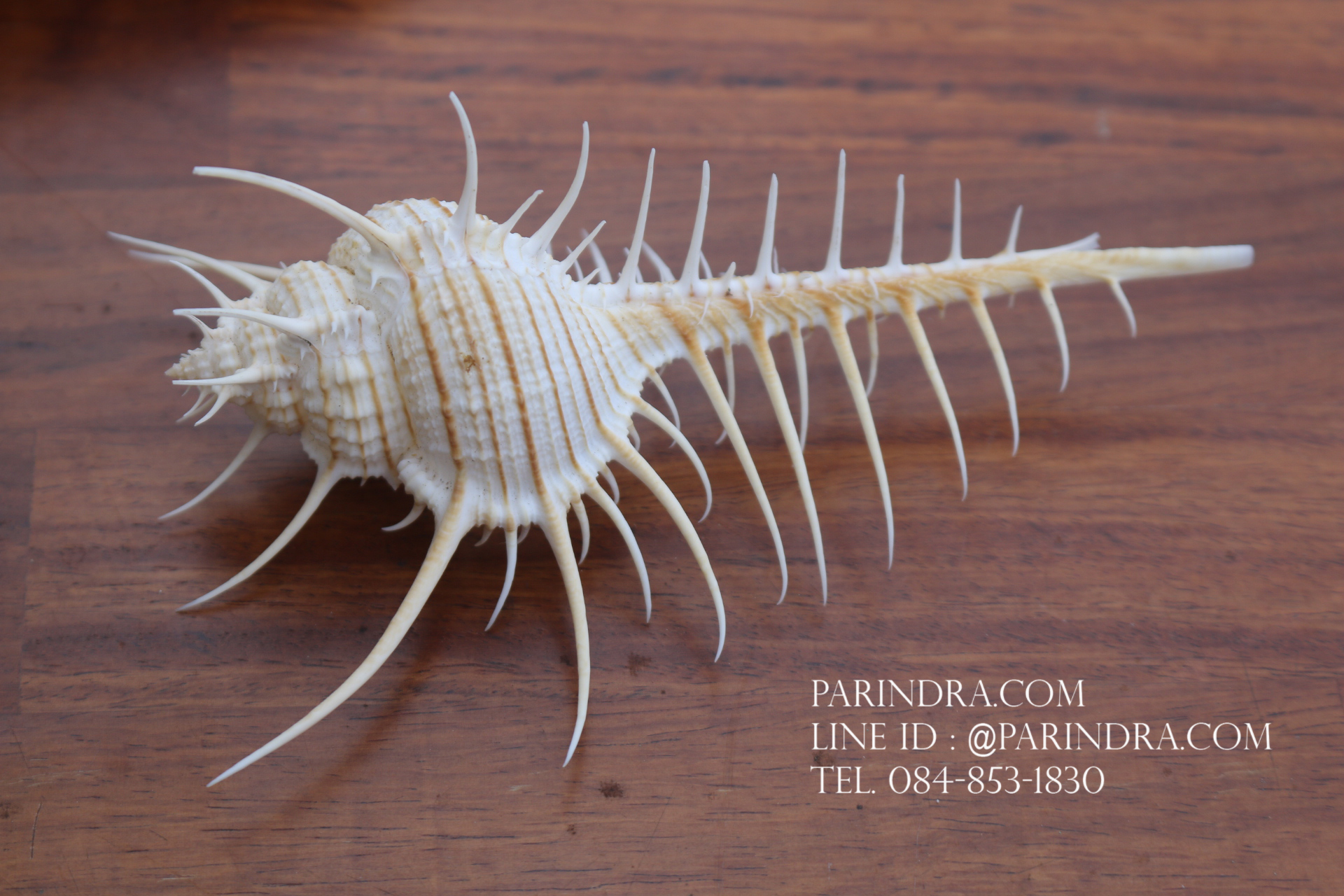 หอยสังข์หวี หอยสังข์หนาม (Murex pecten) ขนาด นิ้ว #MUREX002