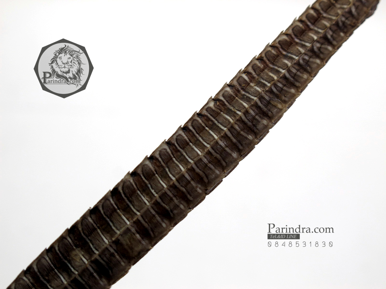 ปลาจิ้มฟันจรเข้ตากแห้งสนิท สำหรับเป็นของที่ระลึกหรือพวงกุญแจ #FPF000