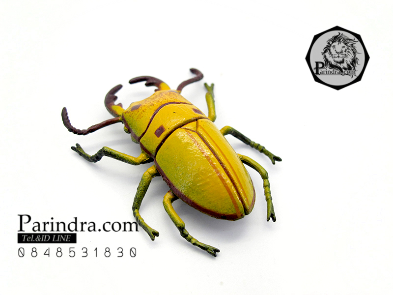 โมเดลด้วง