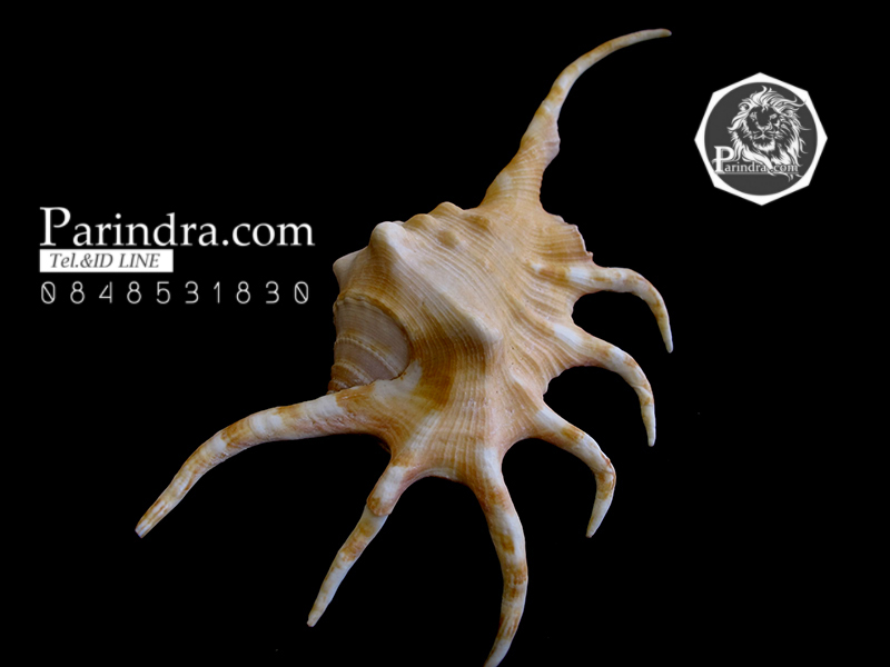 ขายเปลือกหอยจักรนารายณ์ LAMBIS CROCATA สภาพสมบูรณ์ #LC002 สำเนา