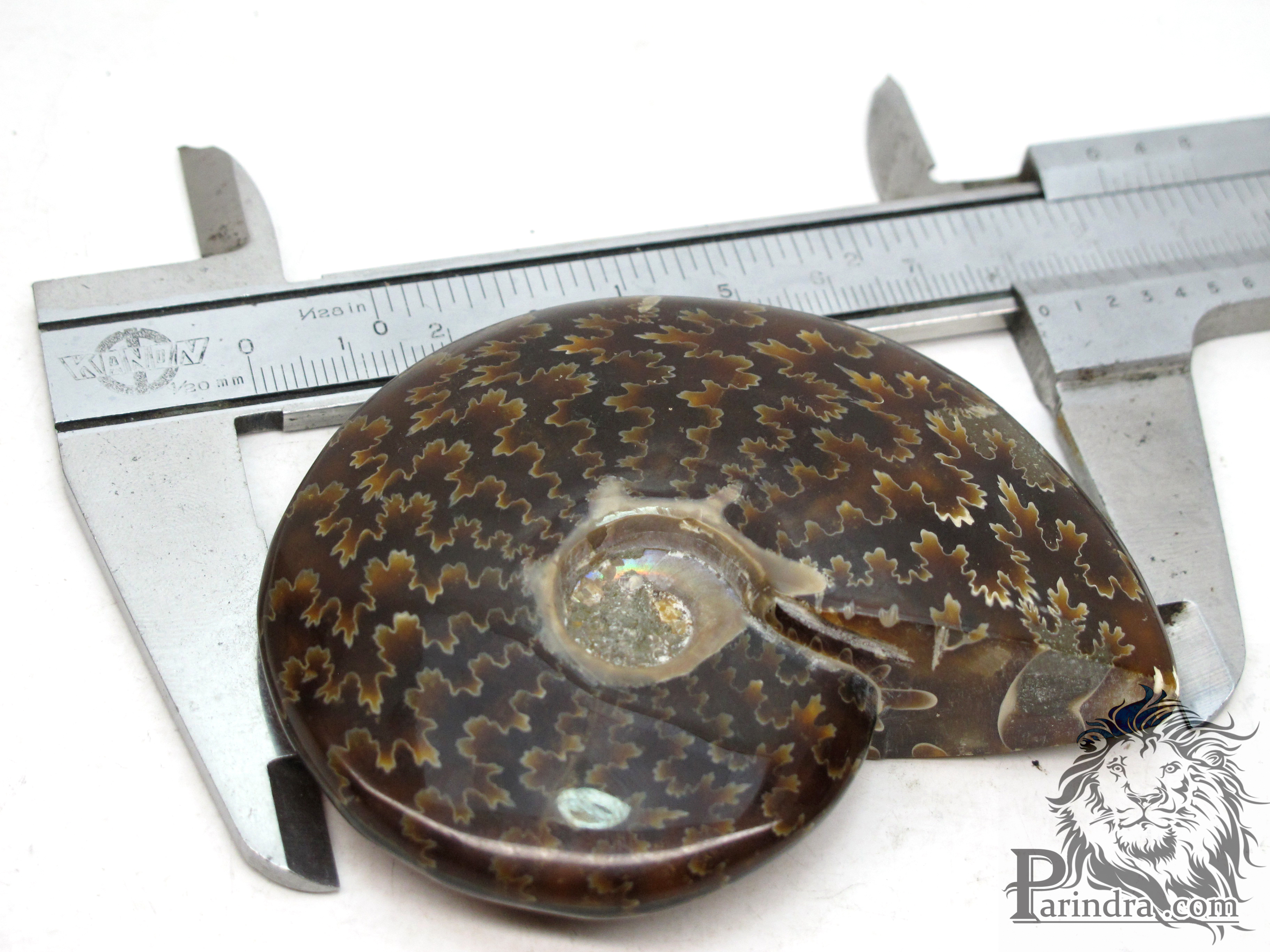 ฟอสซิล Ammonite (Cleoniceras besairiei) Fossil คัดสวยพิเศษ #AM021