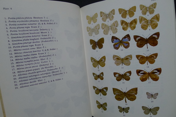 Butterflies in Thailand Volume 4
