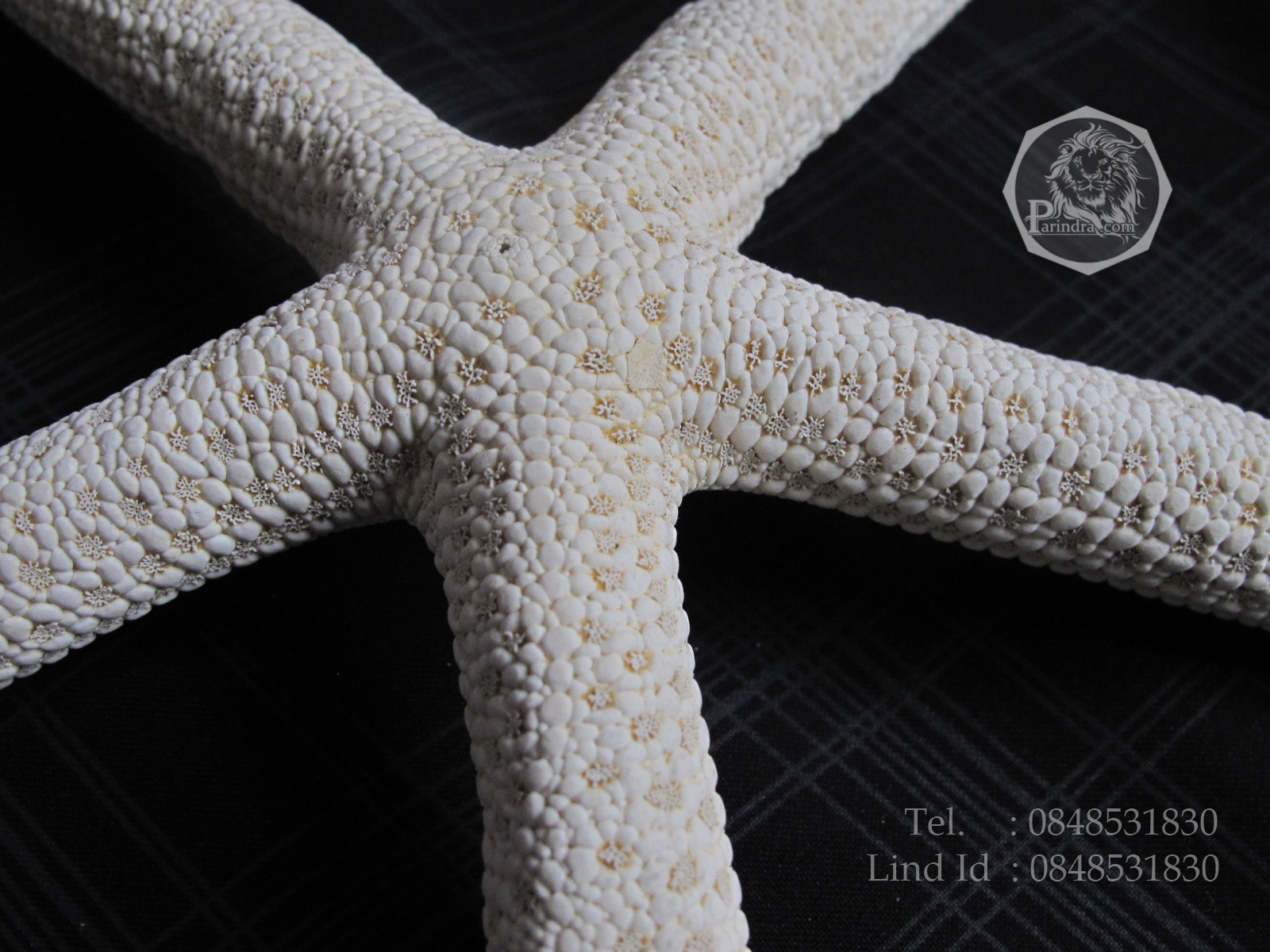 ปลาดาวขนาดใหญ่ ขนาด 7 นิ้ว สวยคัดพิเศษ