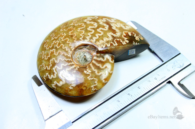 ฟอสซิลหอย Ammonite (Cleoniceras besairiei) L1