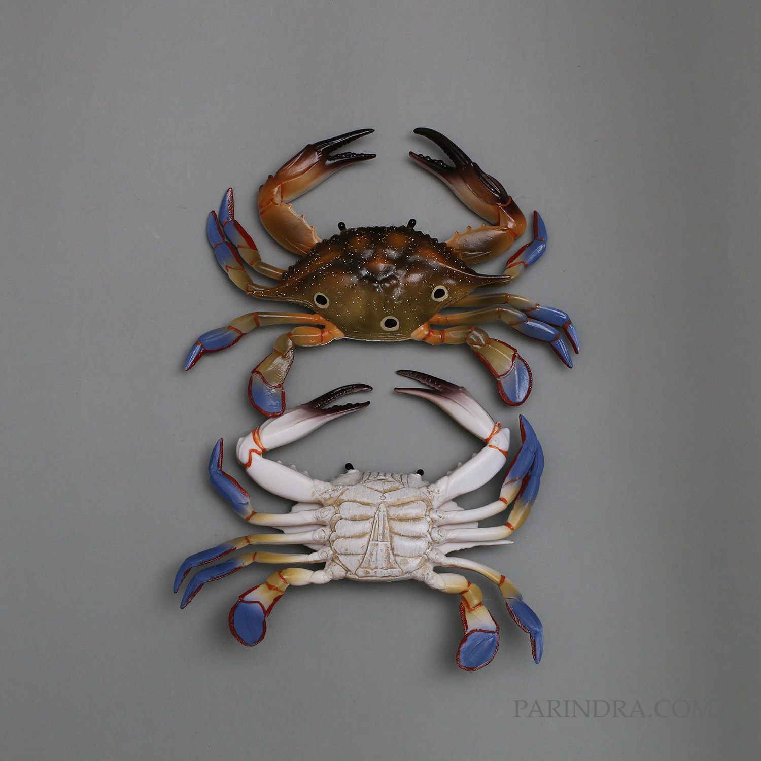 โมเดลจำลอง ปูม้าเพศผู้ ปูดาว สวยงาม เหมือนจริงมากๆ