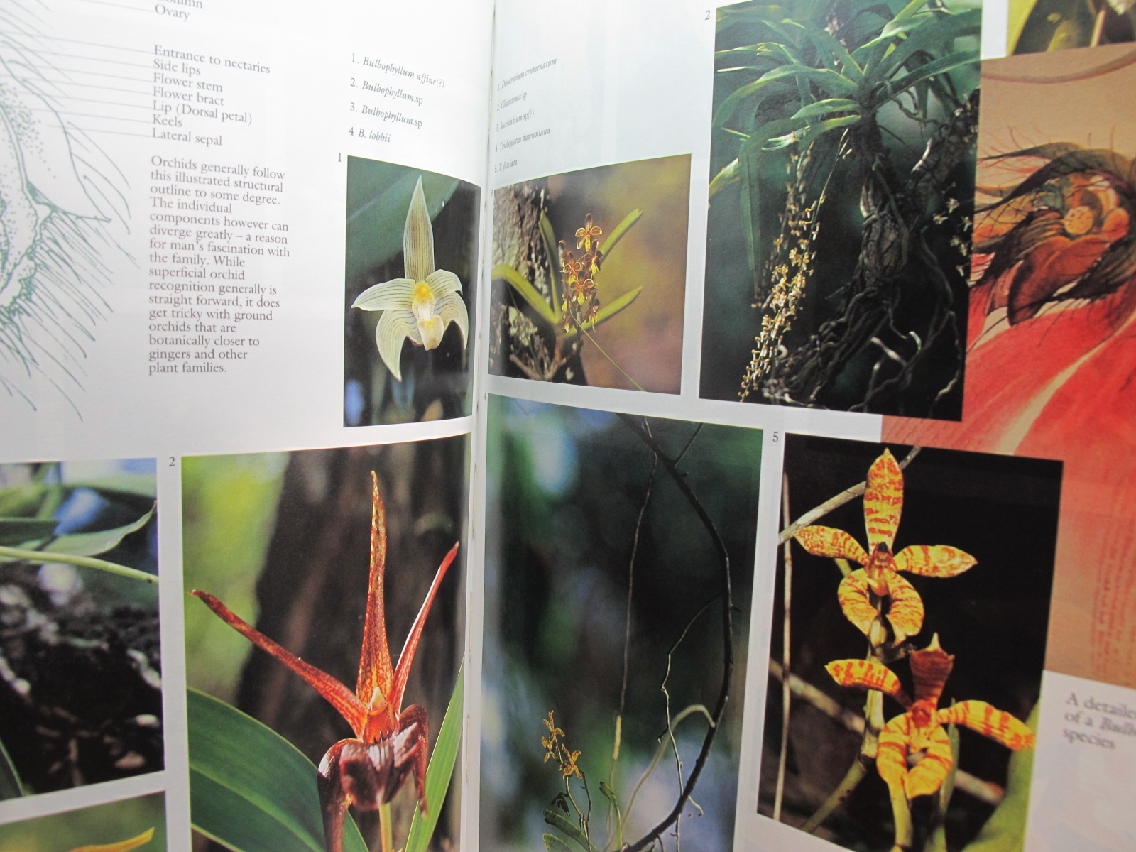 หนังสือภาพสีพืชและสัตว์ที่กำลังจะสูญพันธุ์ในประเทศไทย Thailand's Vanishing Flora & Fauna