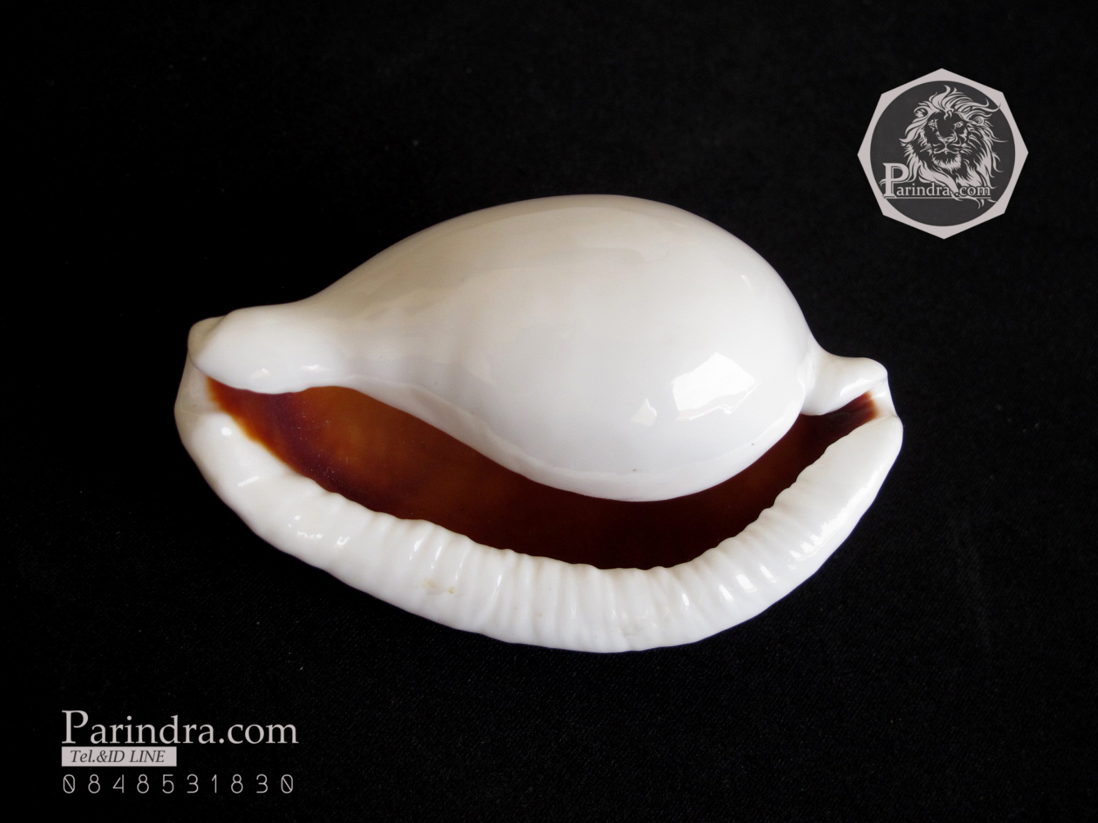 ขายเปลือกหอยเบี้ยไข่ หอยไข่ หอยเบี้ยไข่ หอยเบี้ยแม่ชี Eeg Cowry (Ovula ovum) ขนาดประมาณ 70 มม.