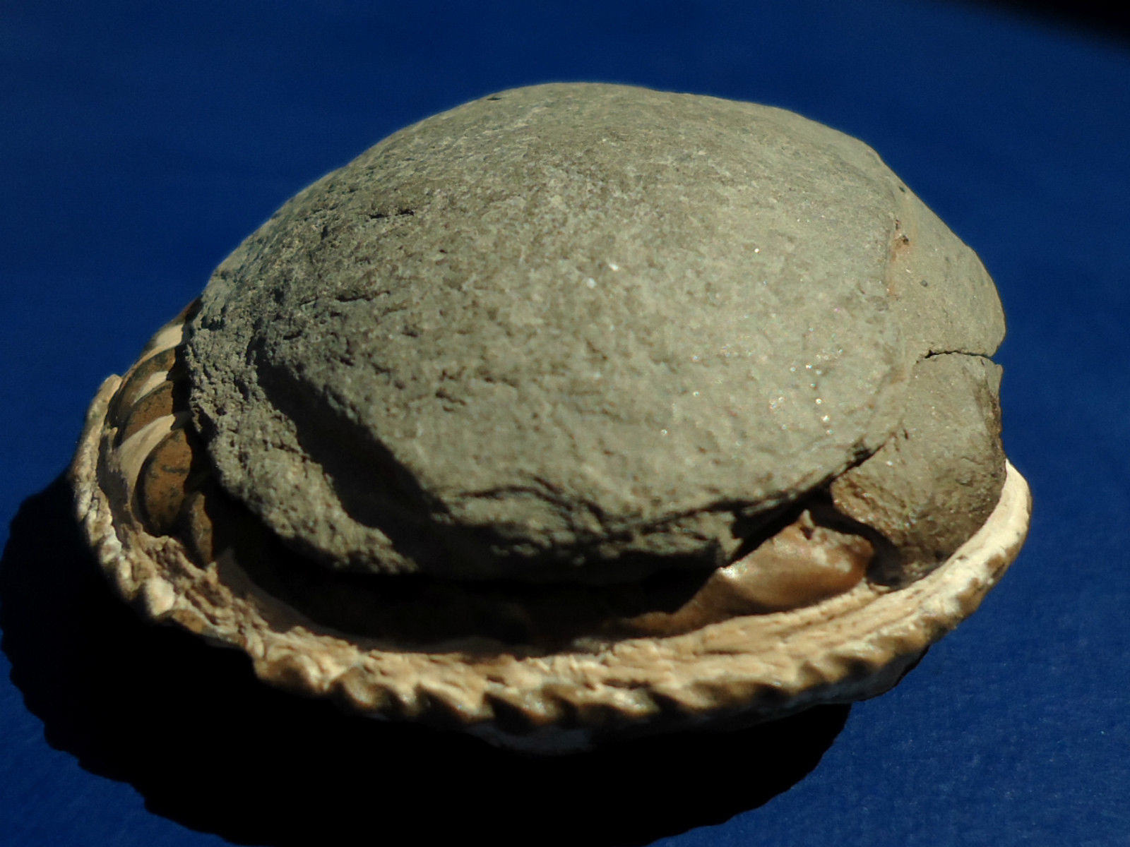 ฟอสซิลหอย Ammonite (PLEUROCERAS CF.SOLAR) พร้อม Negative Matrix - จากประเทศ Germany #AM016