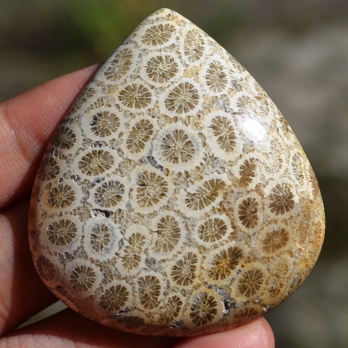 ฟอสซิลหินปะการังขัด Fossil Coral ใหญ่และหนา สำหรับห้อยคอ หรือ พวงกุญแจ คัดสวยพิเศษ #CRF028