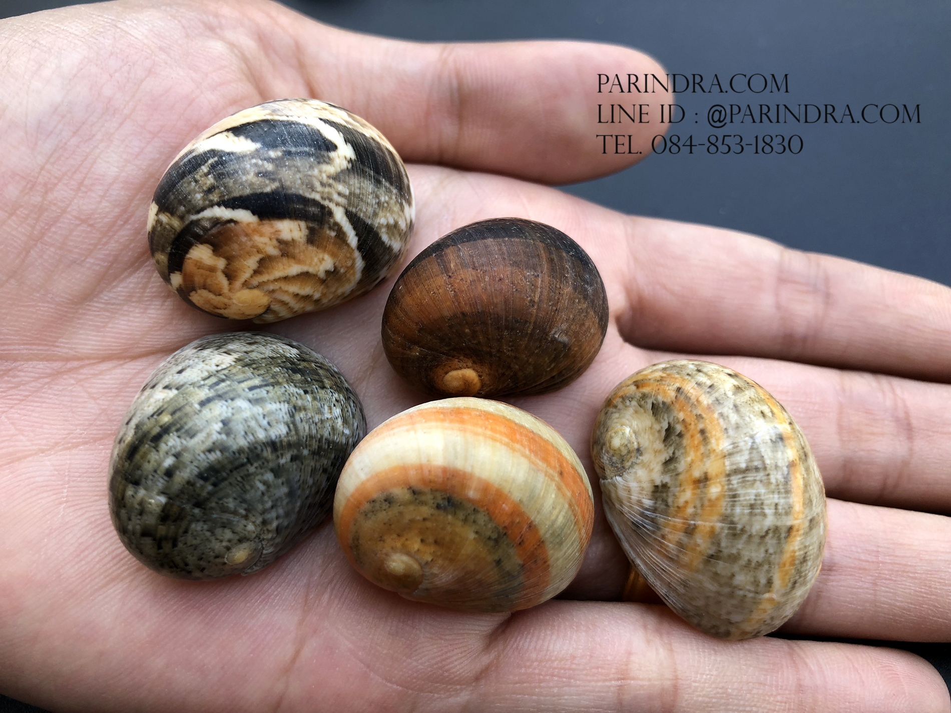 เซ็ตเปลือกหอยน้ำพริก หอยนกหวีด Nerita sp. เป่ามีเสียง สีสวย Set 2