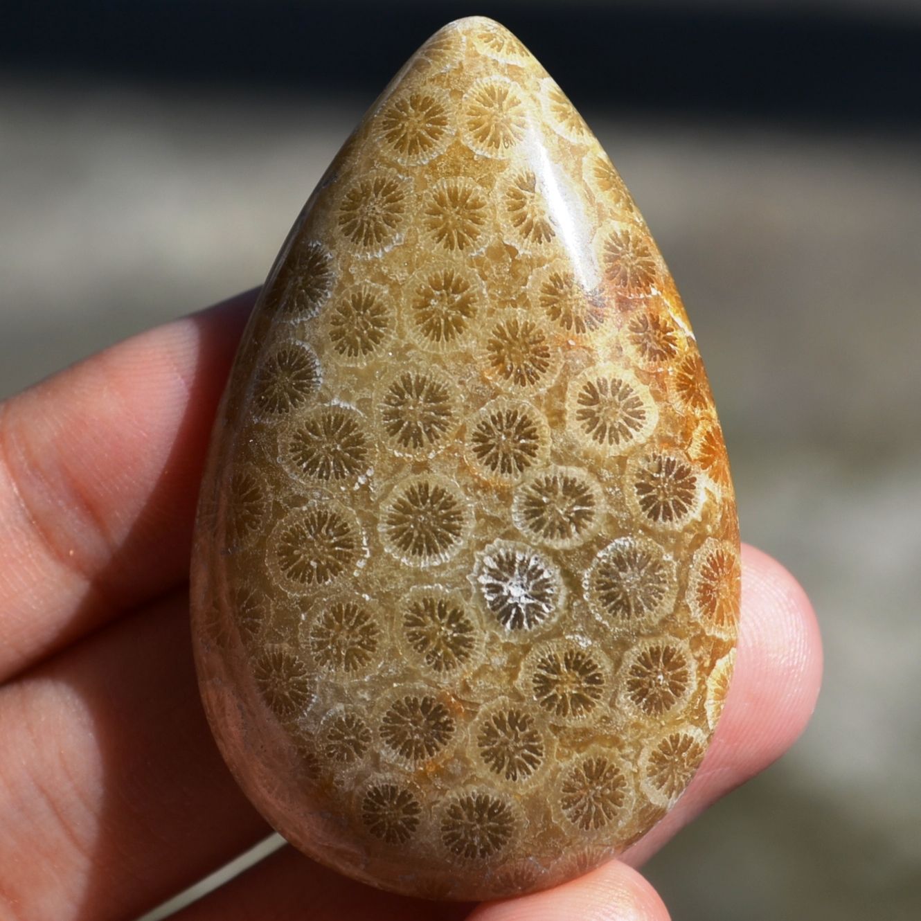 ฟอสซิลหินปะการังขัด Fossil Coral ใหญ่และหนา สำหรับห้อยคอ หรือ พวงกุญแจ คัดสวยพิเศษ #CRF026
