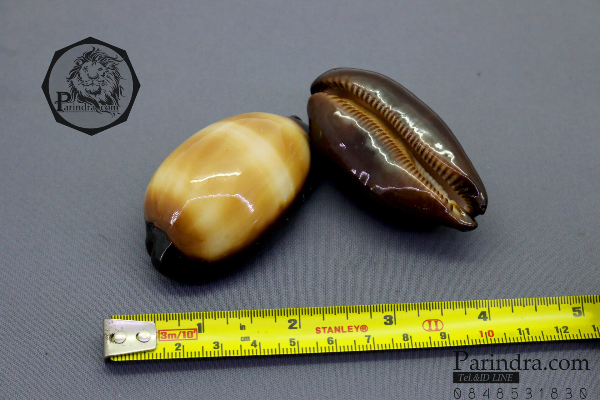 เปลือกหอยเบี้ยท้องดำ Mole Cowry (Talparia talpa) คละไซส์ ขนาดเฉลี่ยประมาณ 50 - 60 mm.