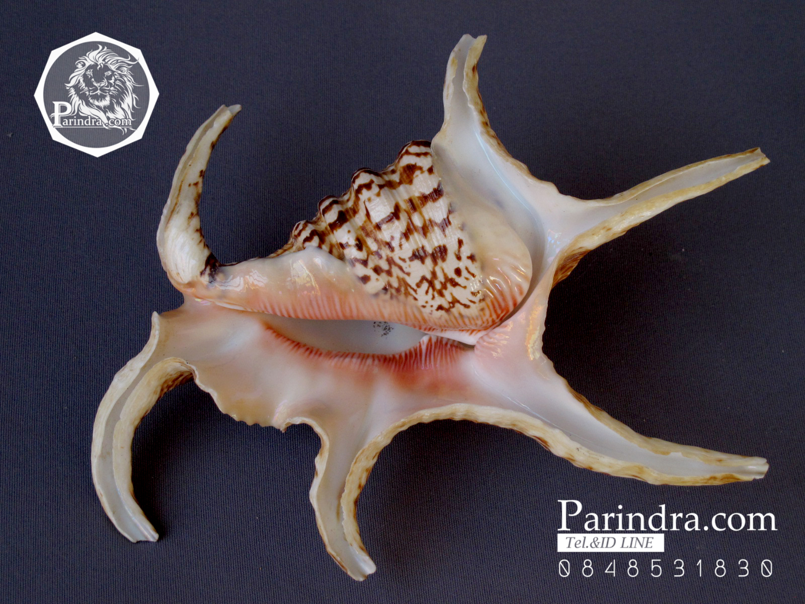 ขายเปลือกหอยจักรนารายณ์ Lambis chiragra สภาพสมบูรณ์ #LC004