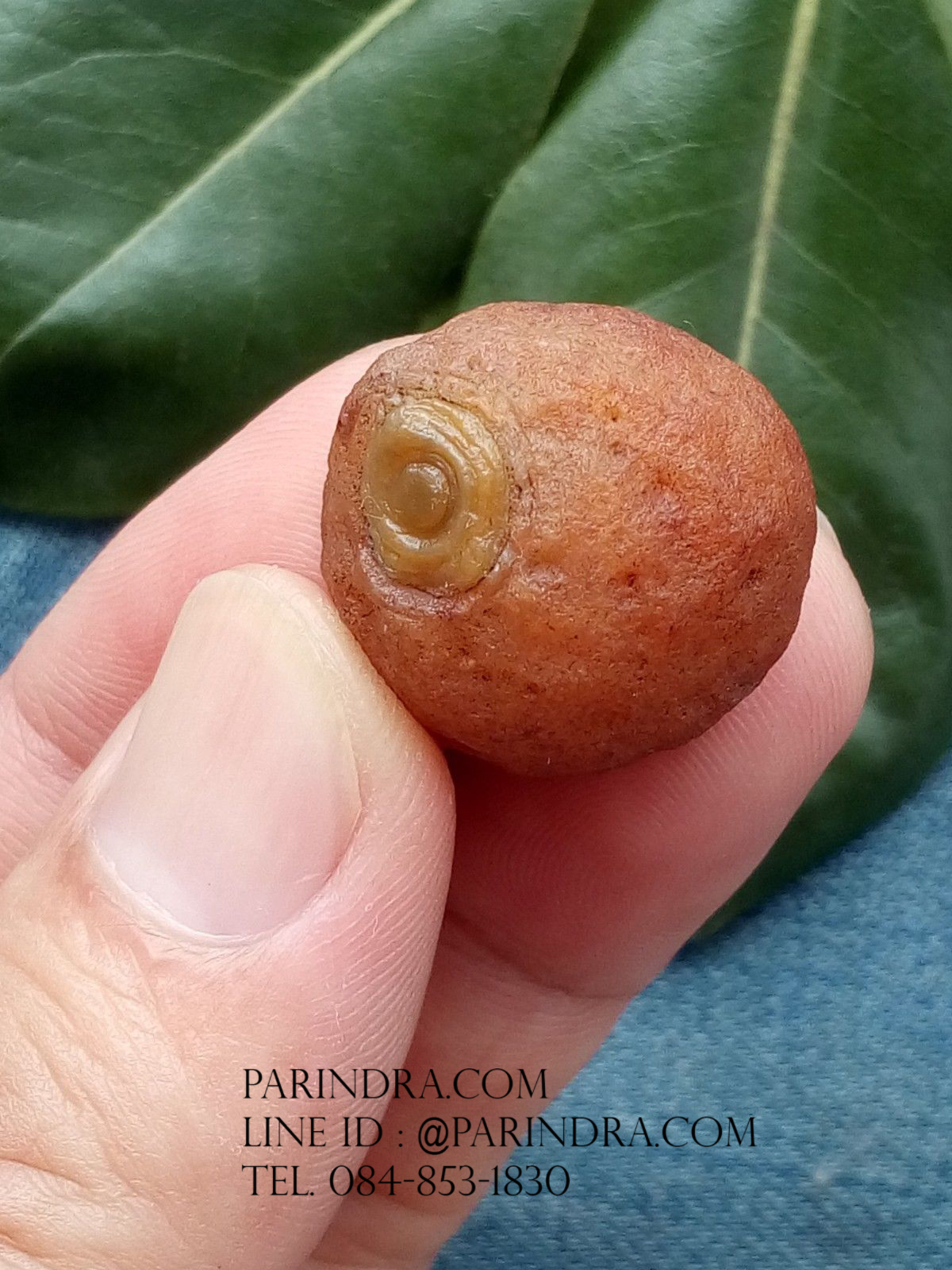 หินรูปทรงประหลาดจากทะเลทรายโกบี GOBI Eye Stone #GOBI006