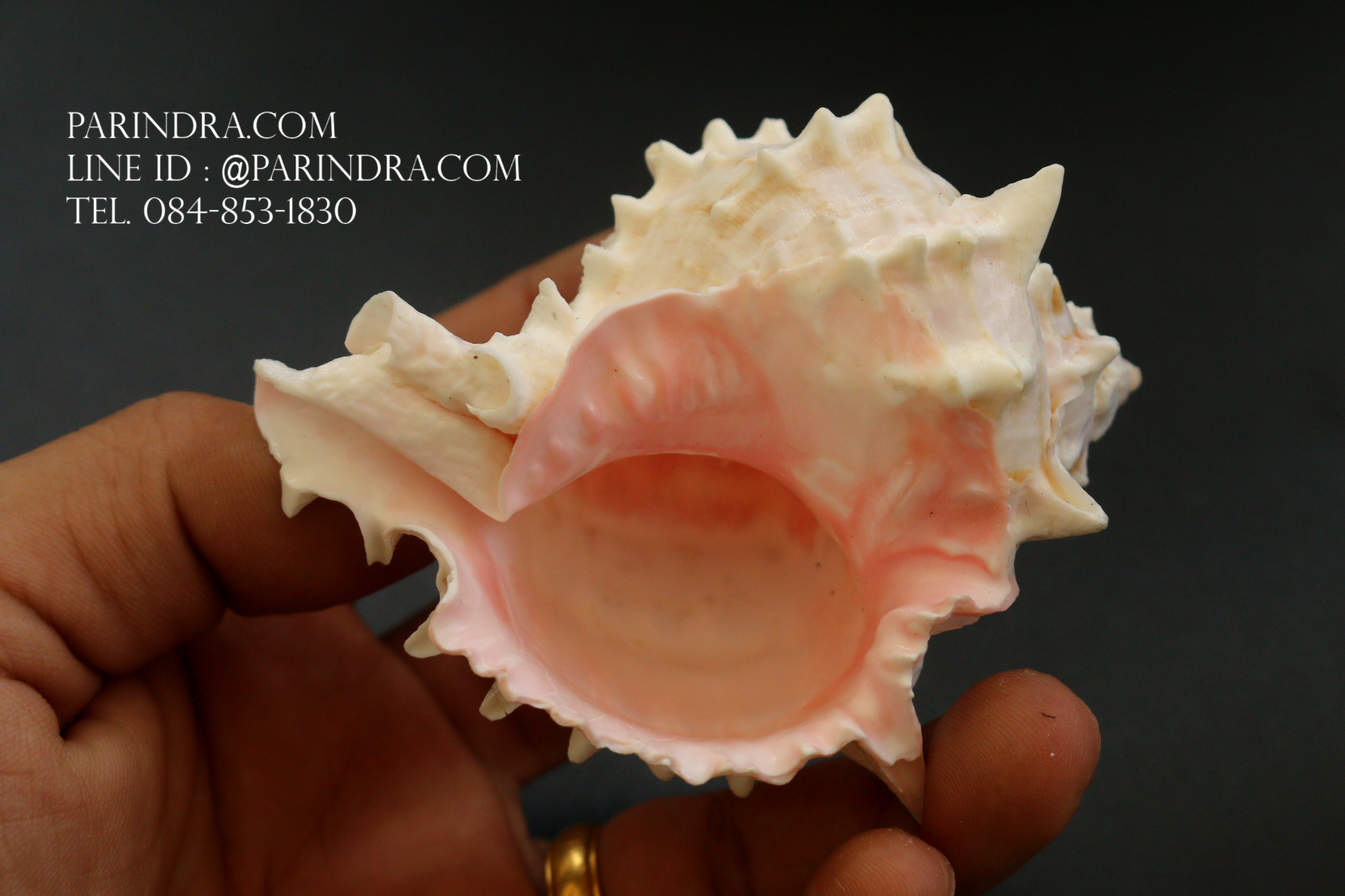 เปลือกหอยสังข์มะระชมพู สำหรับงานตกแต่ง