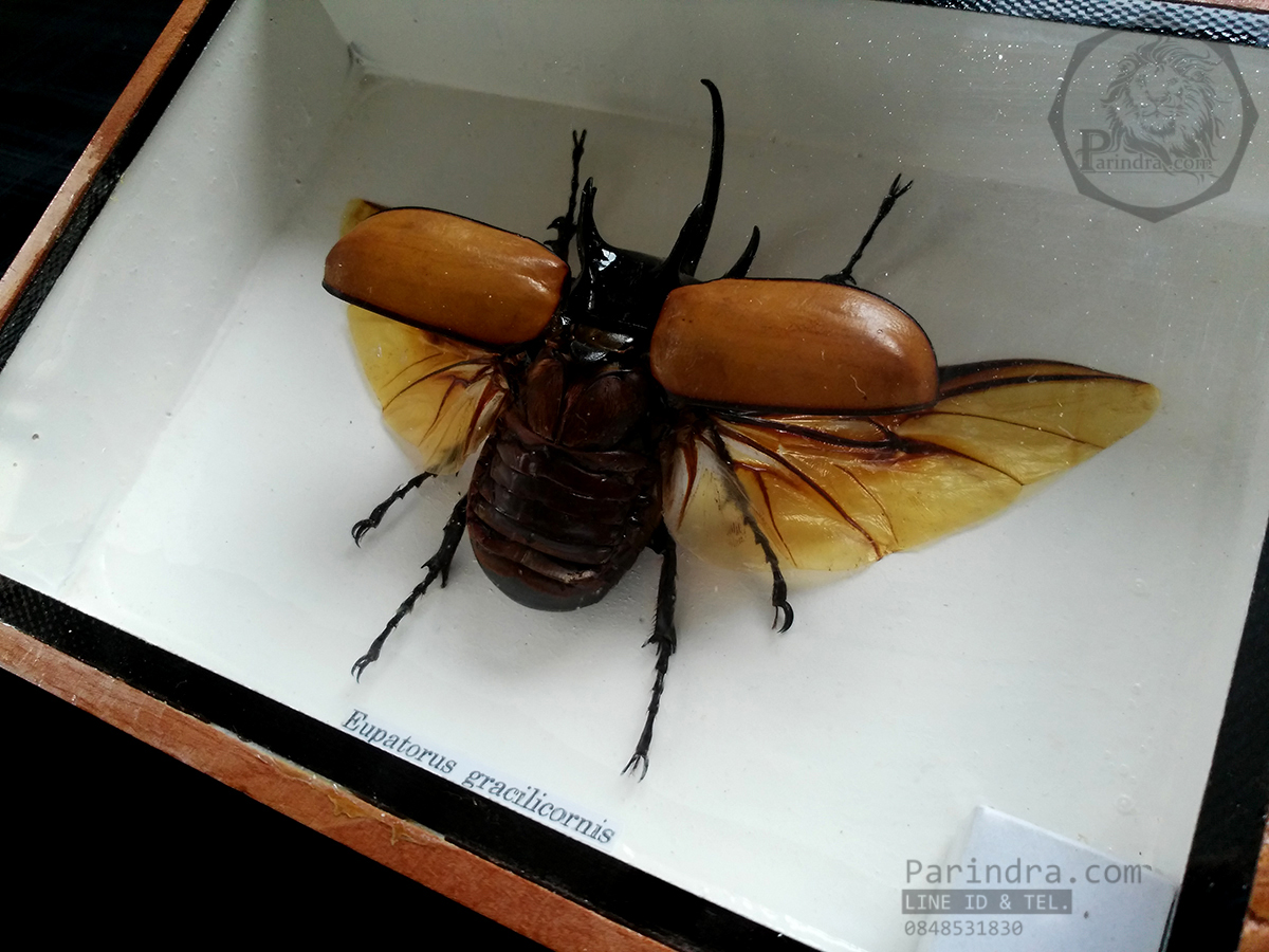 ด้วงกว่างห้าเขา กว่างซางเหนือ ( Eupatorus gracilicornis Arrow ) แบบกางปีก สำหรับตั้งโชว์ ขนาด 5x7 นิ้ว