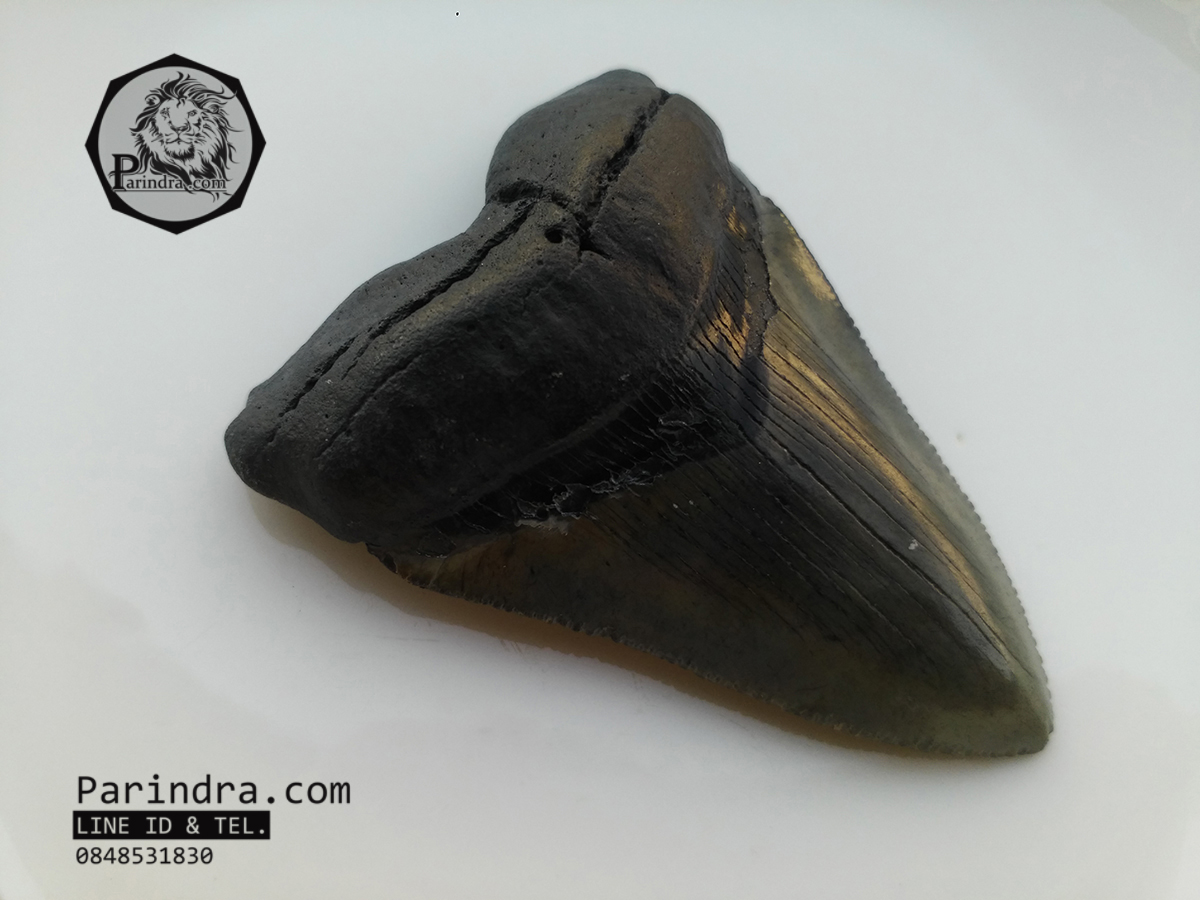 ฟันฉลามยักษ์เมกกาโลดอน Megalodon จาก South Carolina USA ขนาด 3 1/8 นิ้ว #MGT002