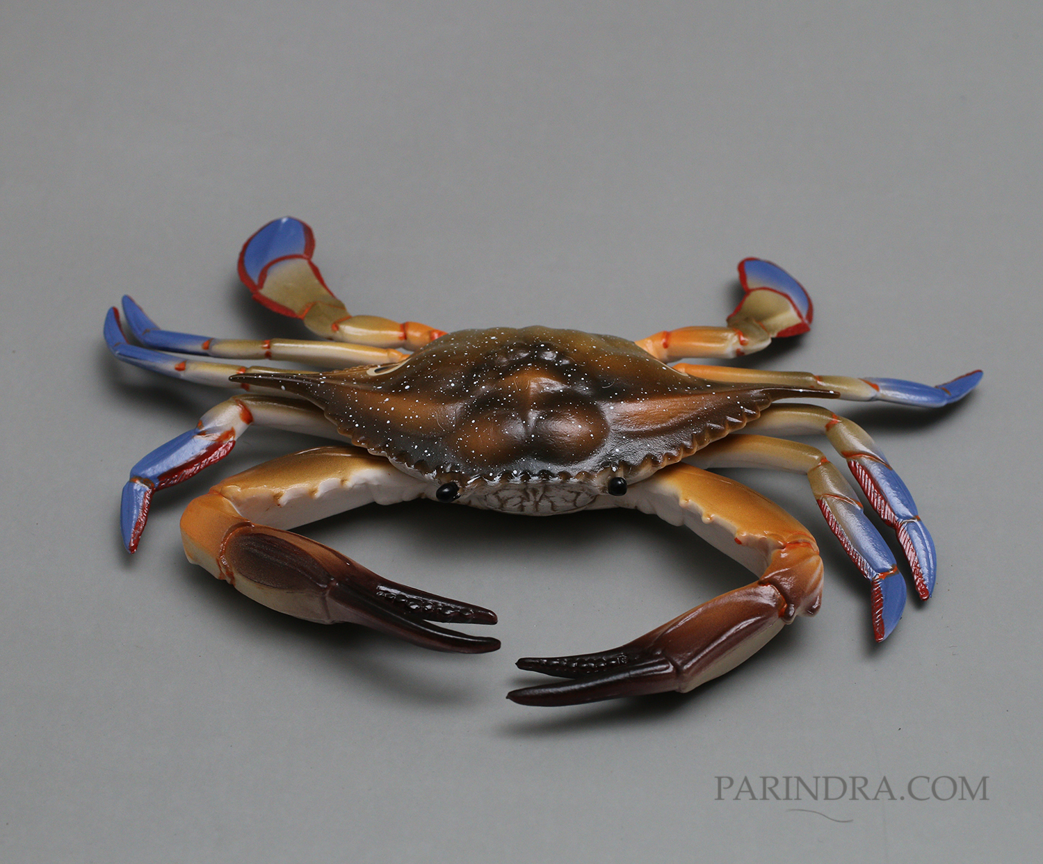 โมเดลจำลอง ปูม้าเพศผู้ ปูดาว สวยงาม เหมือนจริงมากๆ