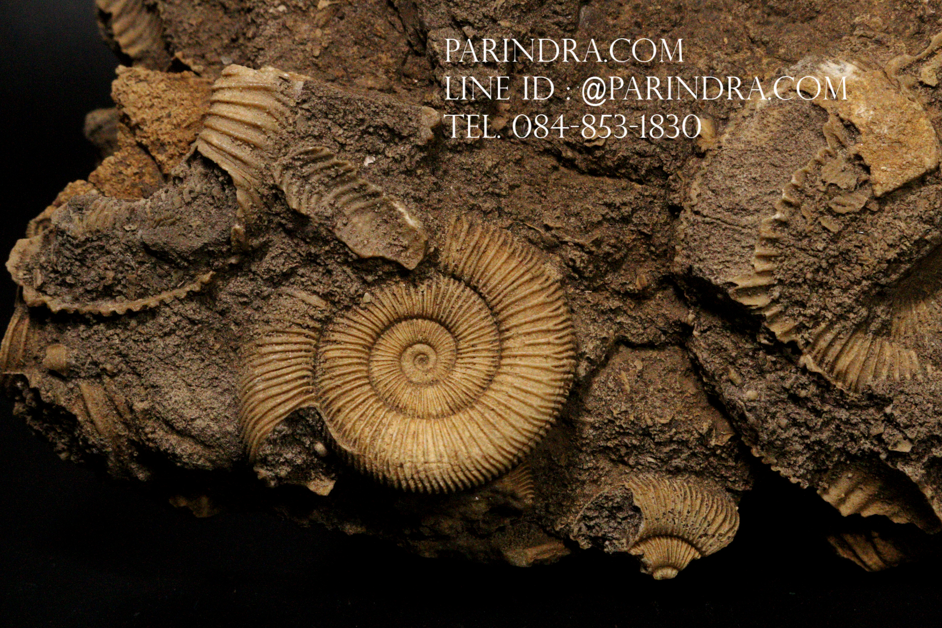 ฟอสซิล แอมโมไนต์ Ammonite Dactylioceras Athleticum - จาก Upper Franconia / Bavaria. Germany. #AM036