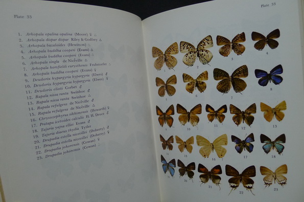 Butterflies in Thailand Volume 4