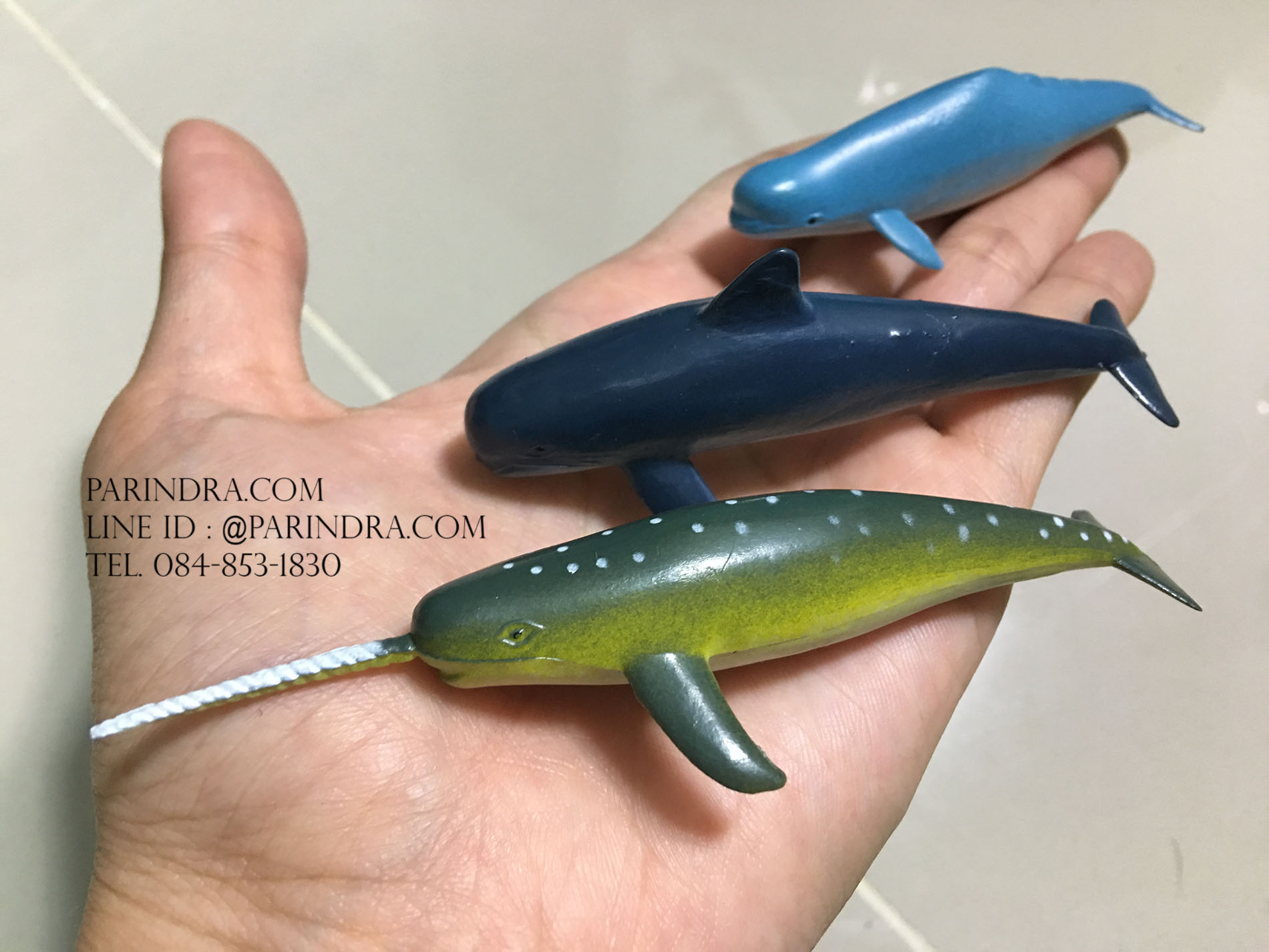 โมเดลสัตว์ทะเล ชุด Ocean World กลุ่ม วาฬ หลากหลายสายพันธุ์