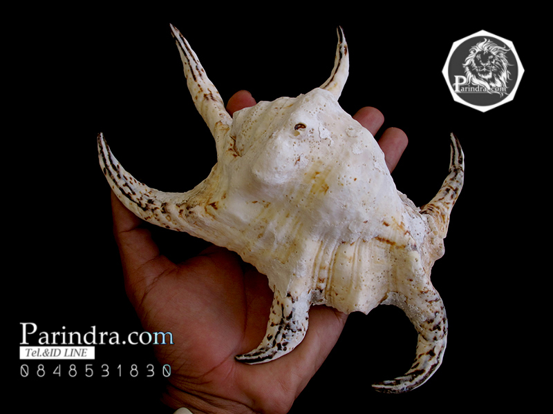ขายเปลือกหอยจักรนารายณ์ Lambis chiragra สภาพสมบูรณ์ ขนาดใหญ่ 9 นิ้ว #LC003