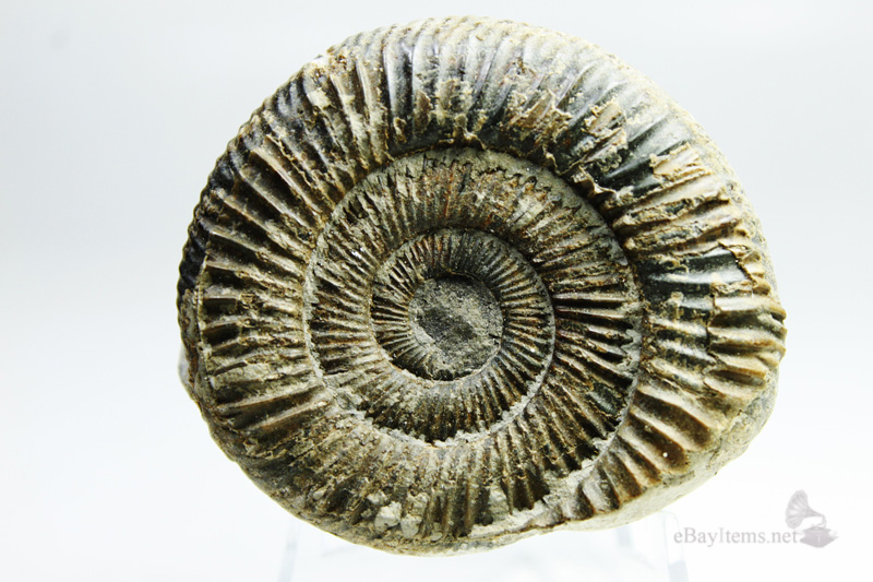 ฟอสซิลหอย Ammonite Dactylioceras commune , Whitby Fossil UK #AM026