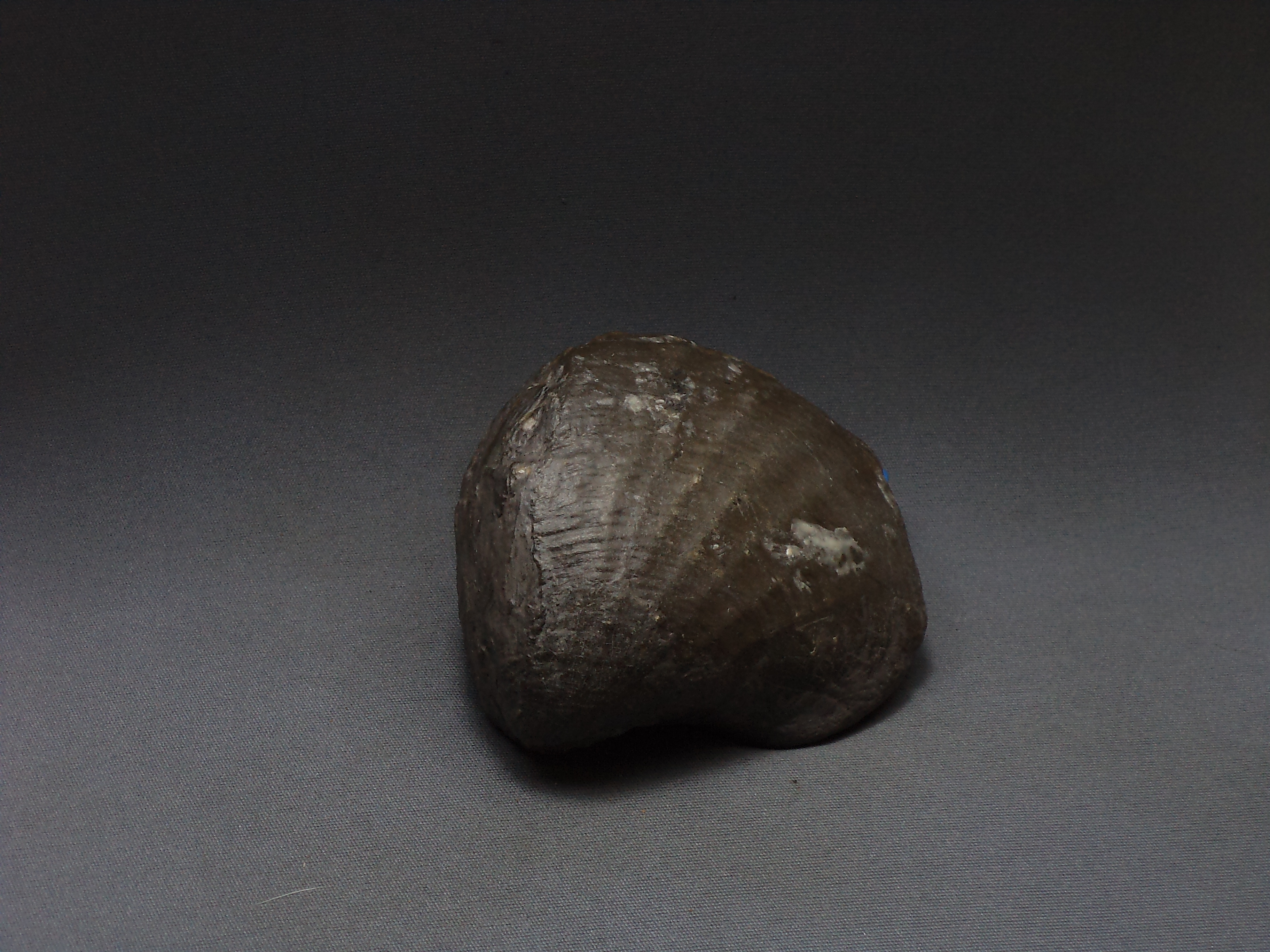 ฟอสซิลหอยสองฝา Bivalve Pholadomya sp. - จากหาด Yorkshire UK # BV001