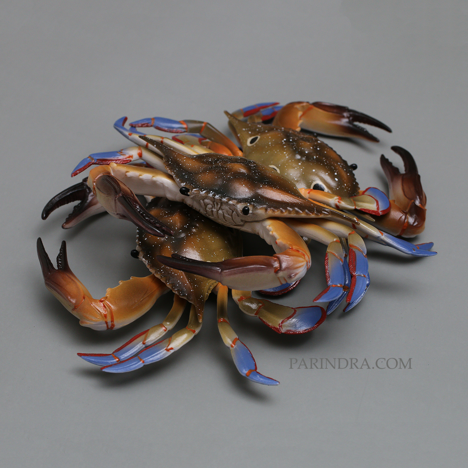 โมเดลจำลอง ปูม้าเพศผู้ ปูดาว สวยงาม เหมือนจริงมากๆ