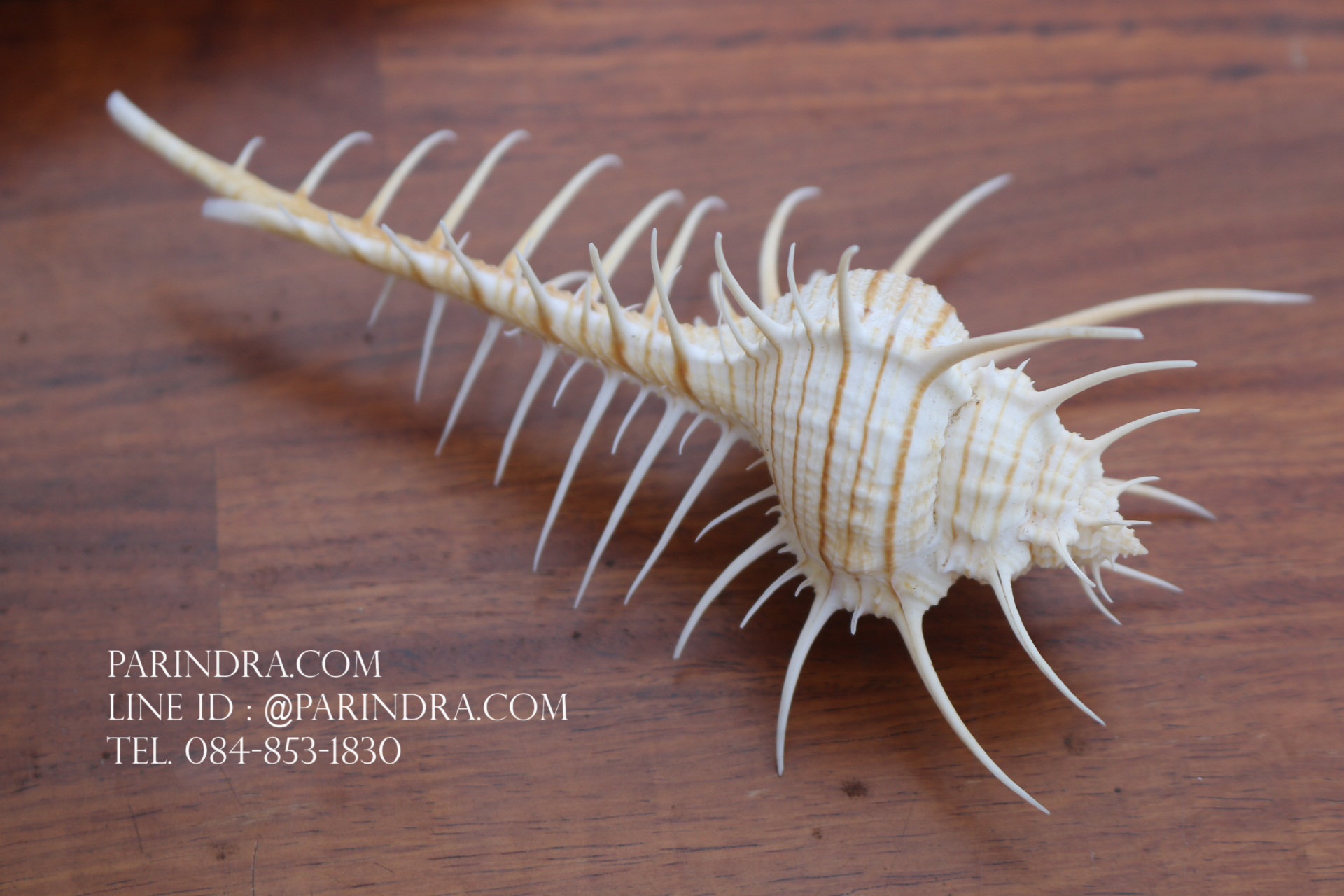 หอยสังข์หวี หอยสังข์หนาม (Murex pecten) ขนาด นิ้ว #MUREX002