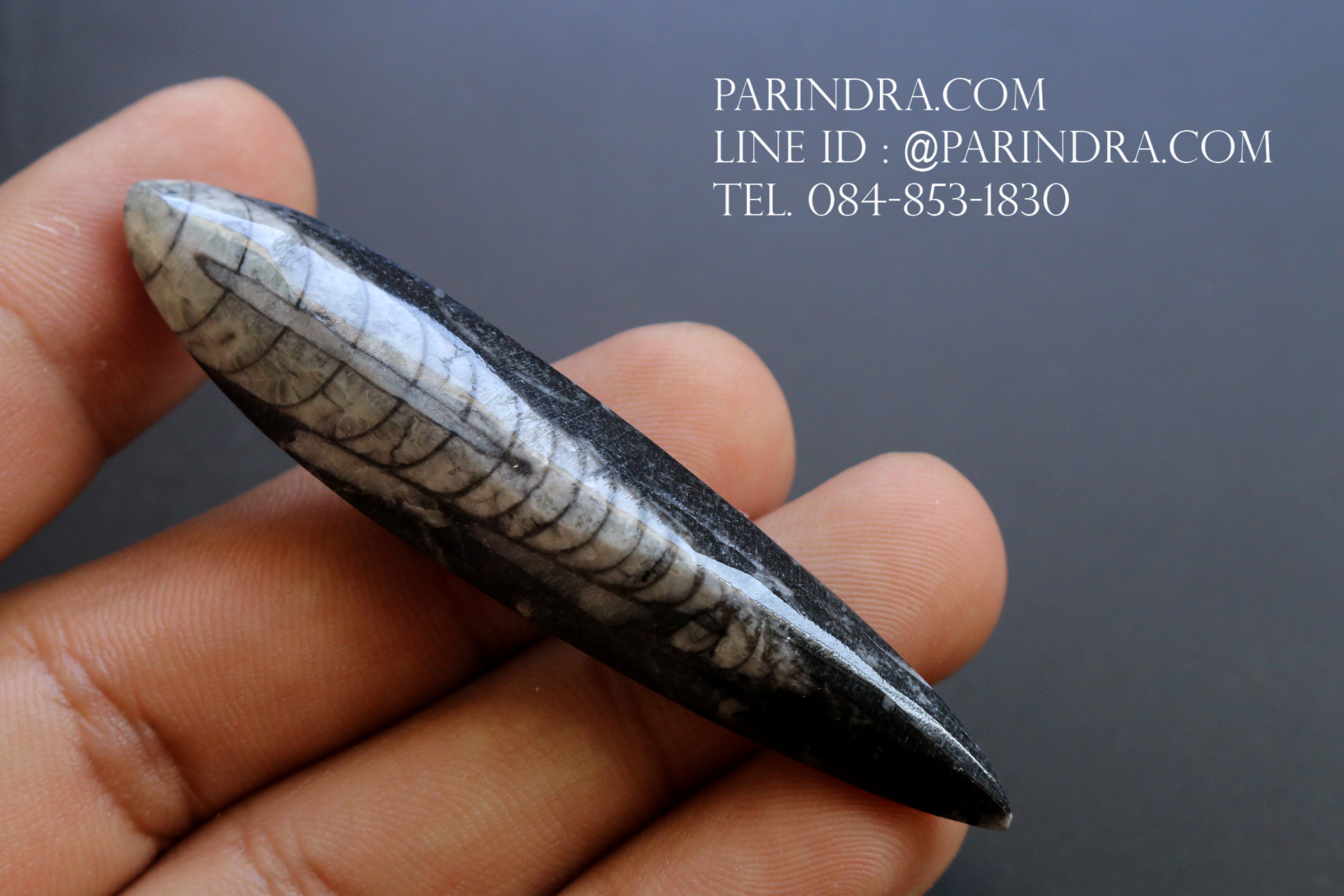 ฟอสซิล Nautiloid ออโทเซอรัส (Orthoceras sp.) - จาก Morocco #OT005