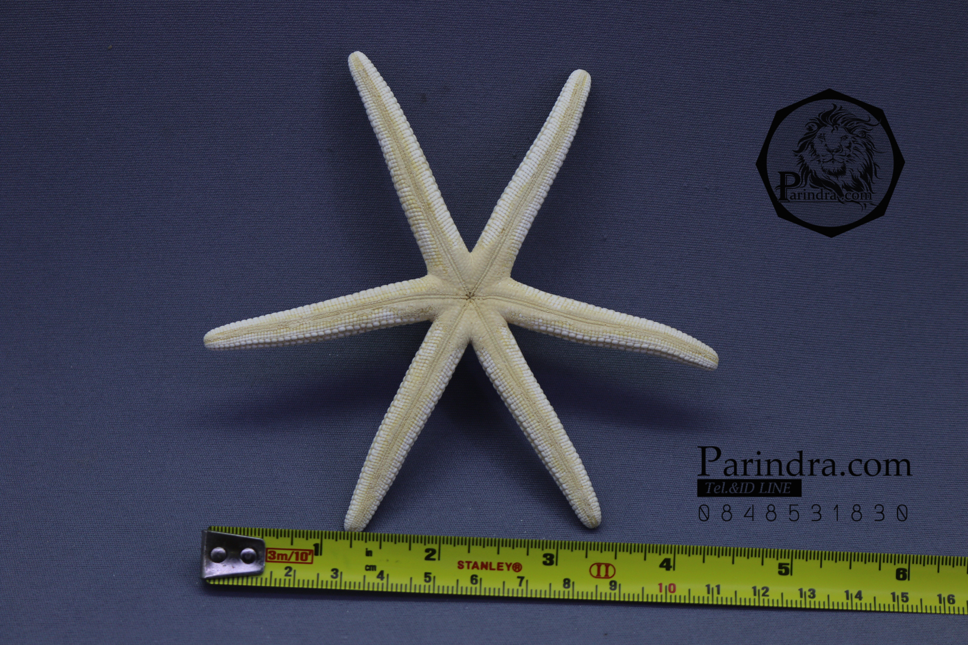 ปลาดาวแปลก มี 6 ขา หายากมาก ขนาด 5 นิ้ว สวยคัดพิเศษ สีออกเหลือง RSF #004