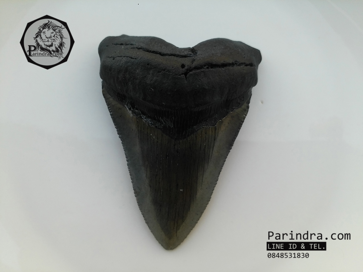 ฟันฉลามยักษ์เมกกาโลดอน Megalodon จาก South Carolina USA ขนาด 3 1/8 นิ้ว #MGT002