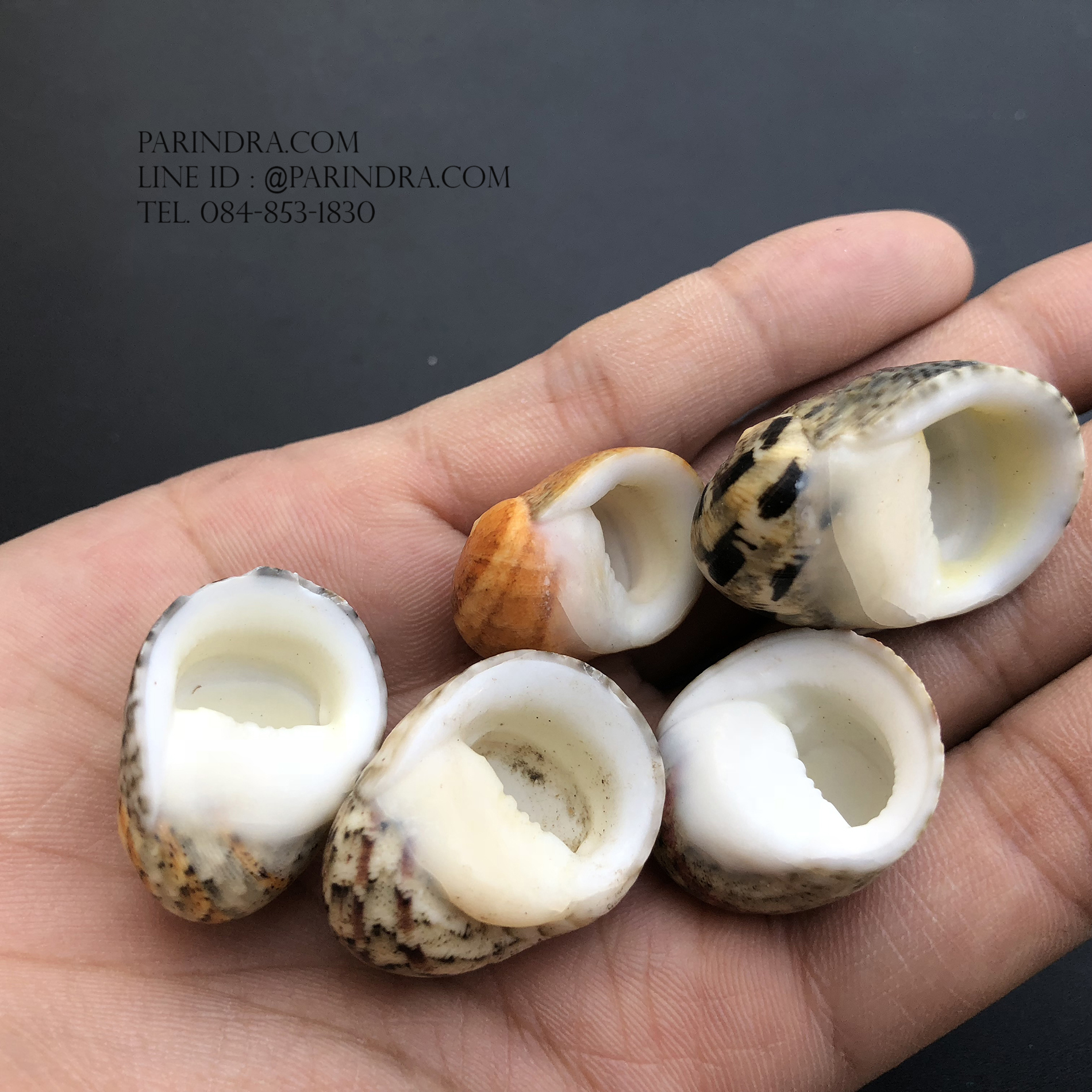 เซ็ตเปลือกหอยน้ำพริก หอยนกหวีด Nerita sp. เป่ามีเสียง สีสวย Set 8