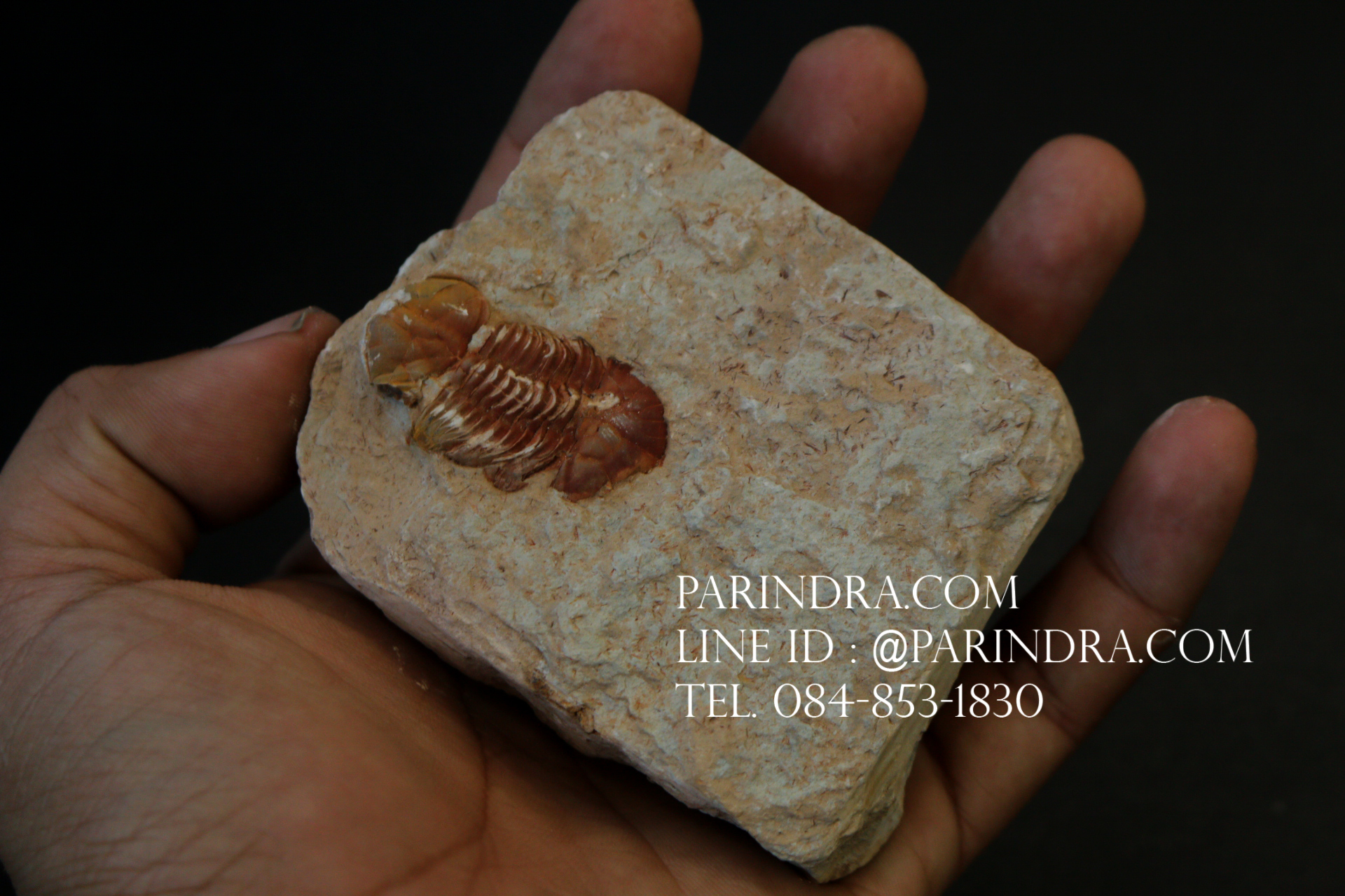 ฟอสซิล Trilobite สีแดงอมส้ม Ductina Vietnamica #TLB005