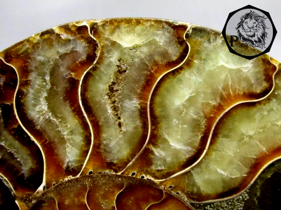 ฟอสซิลหอย Ammonite (Cleoniceras besairiei) ผ่าซีกเห็นเนื้อแร่ - จาก Madagascar #AM009