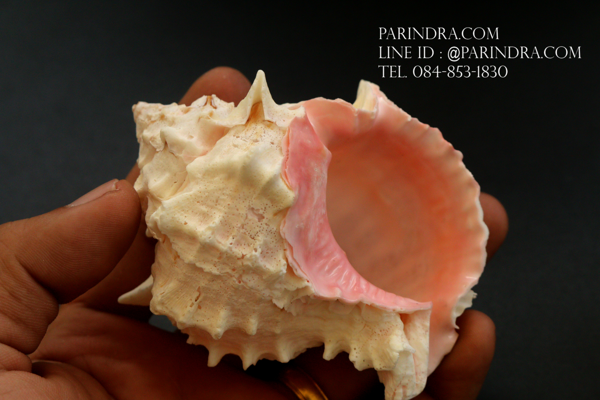 เปลือกหอยสังข์มะระชมพู สำหรับงานตกแต่ง