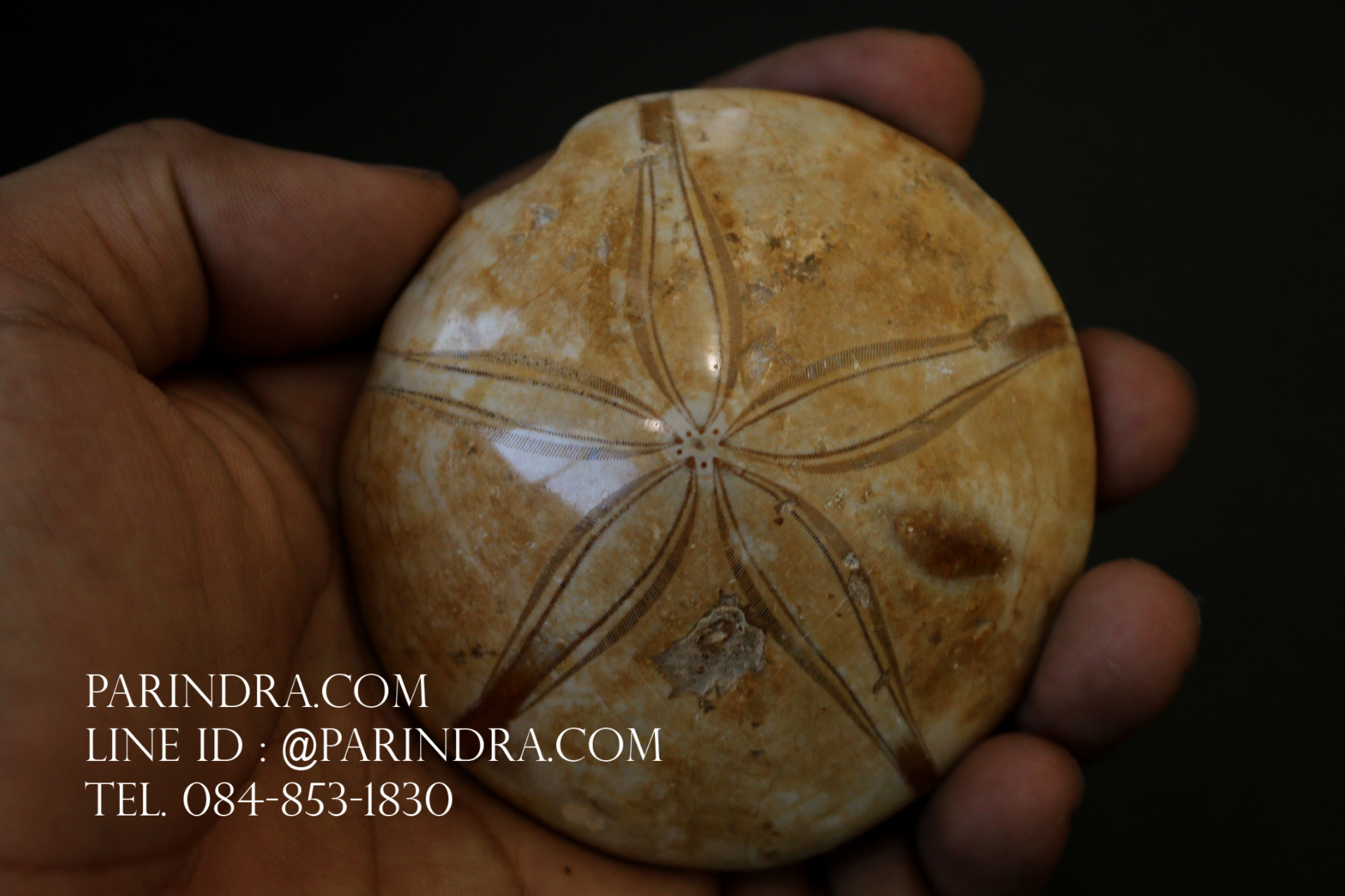 ฟอสซิล Sand Dollar FOSSIL Echinoid จาก Madagascar #SDF001