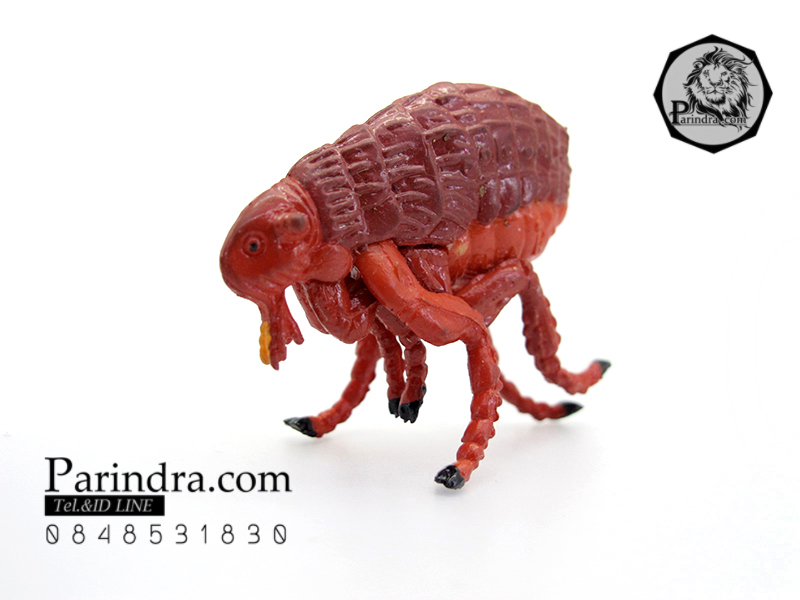 โมเดลตัวหมัดแดง