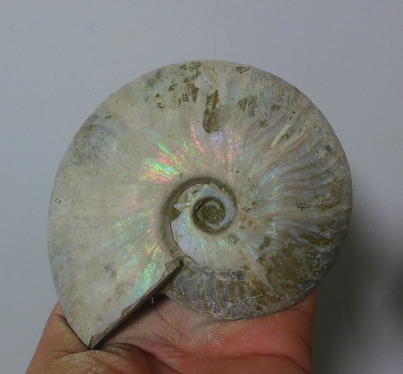 ฟอสซิลหอย Ammonite (Cleoniceras besairiei) เปลือกนอกผิวเดิมไม่ผ่านการขัด ขนาดใหญ่ - จาก Madagascarr #AM015